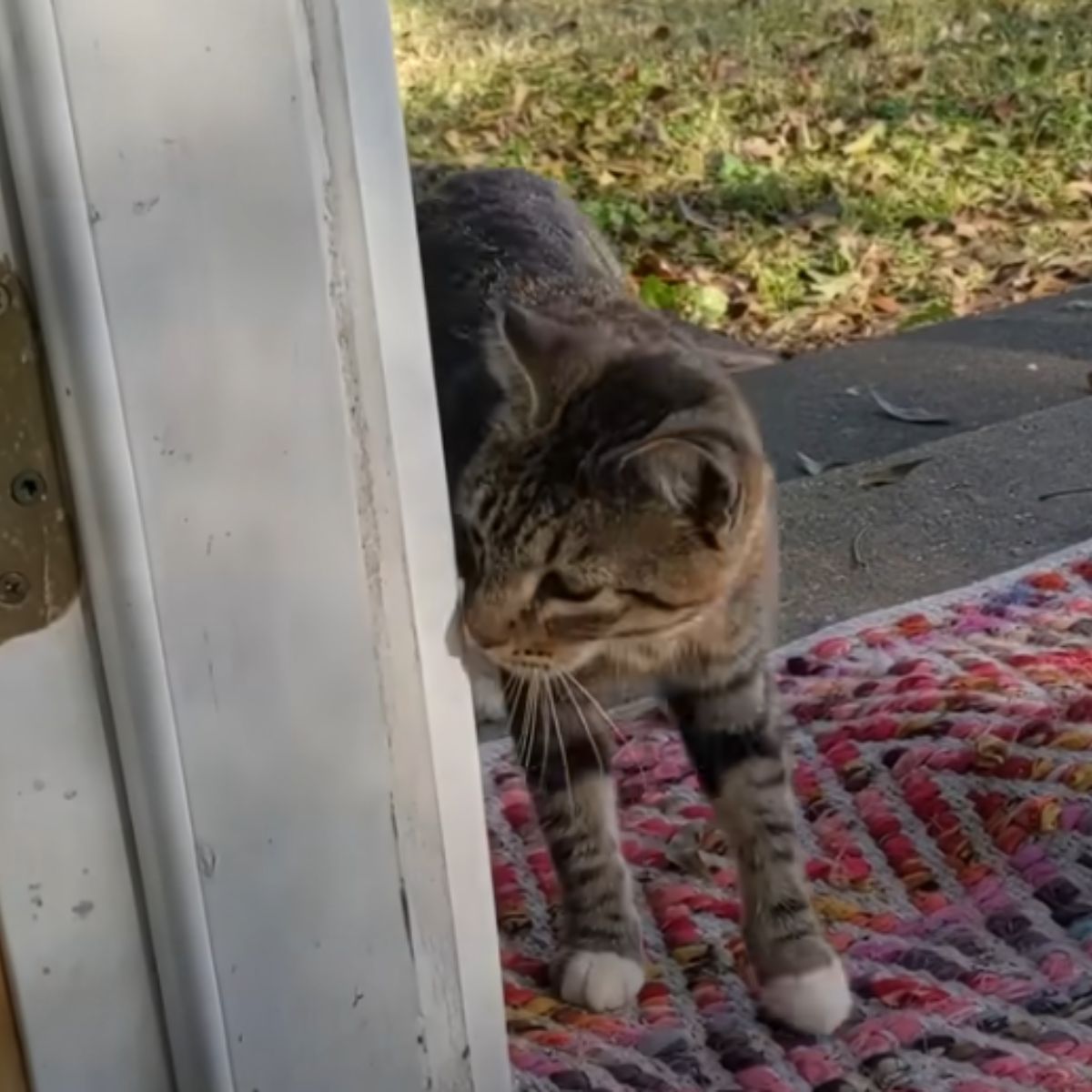 cat in front of doors