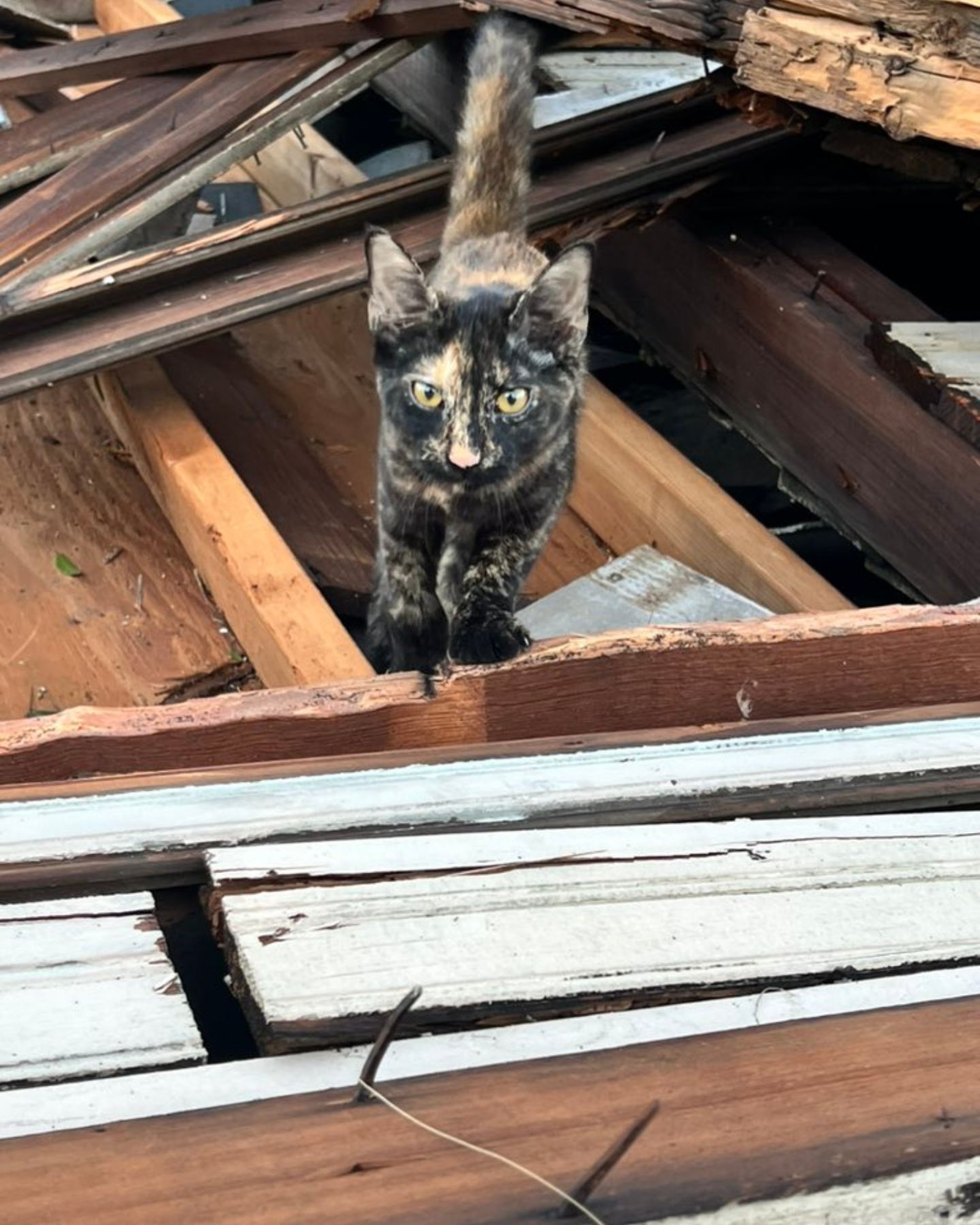 cat in rubble