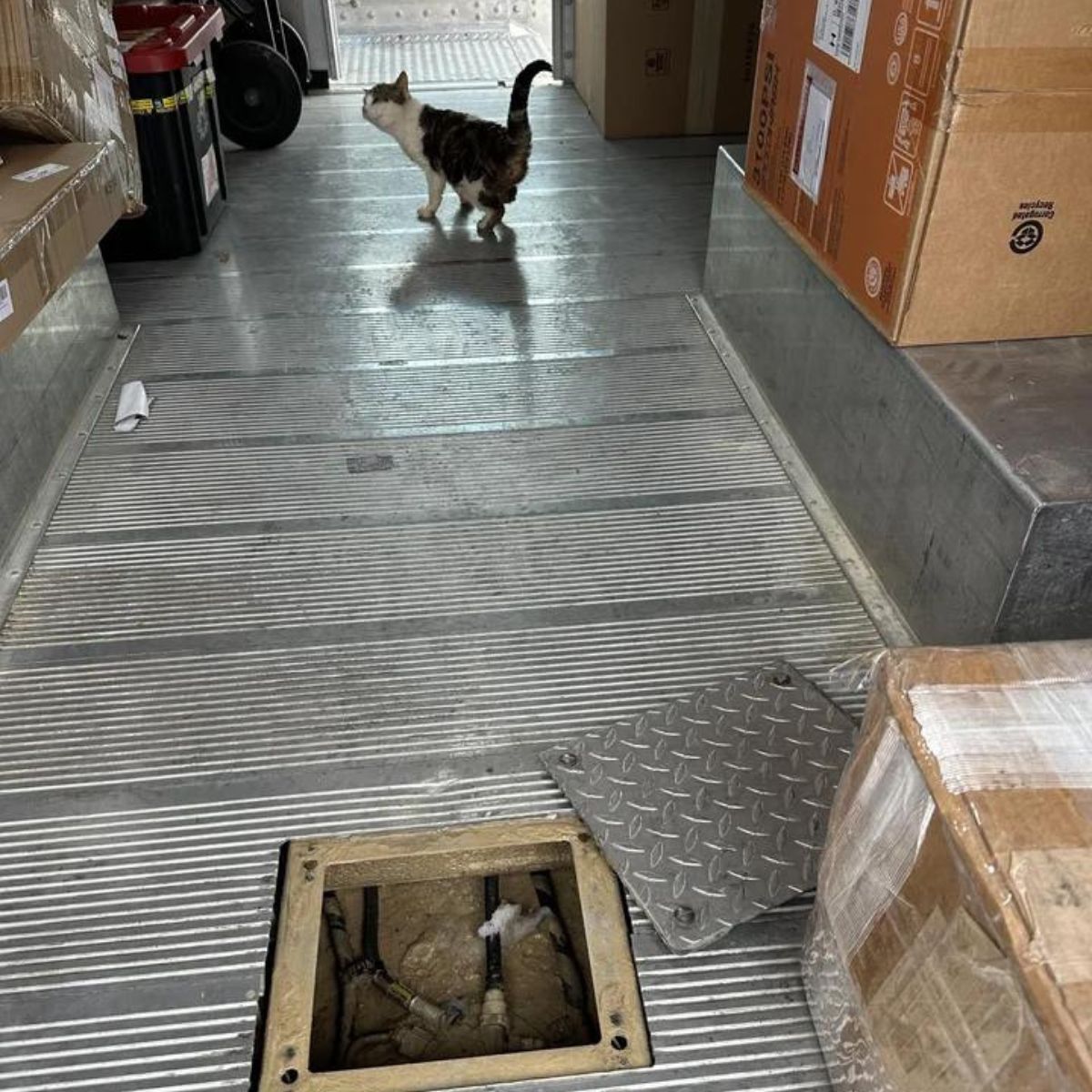 cat in the ups truck
