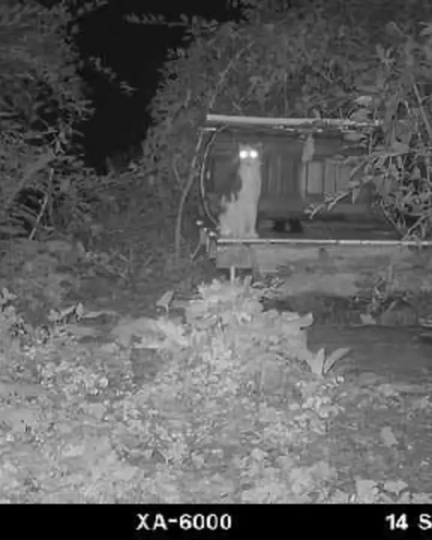 cat in the yard at night