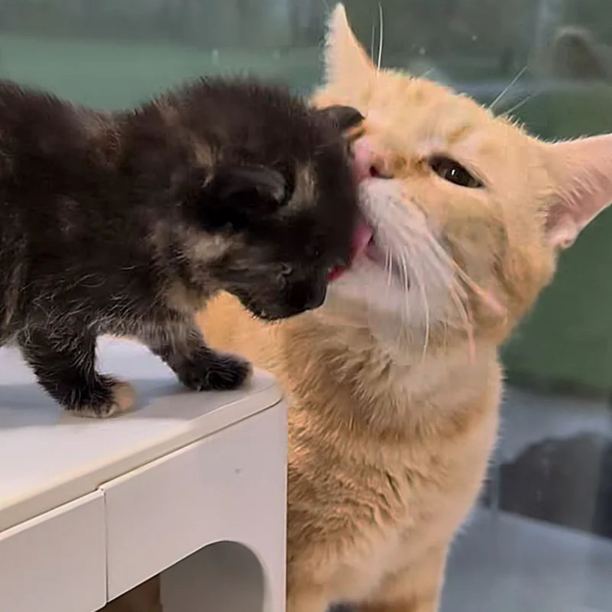 cat licking kitten