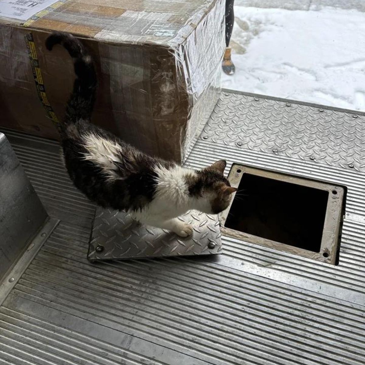 cat looking at the hole