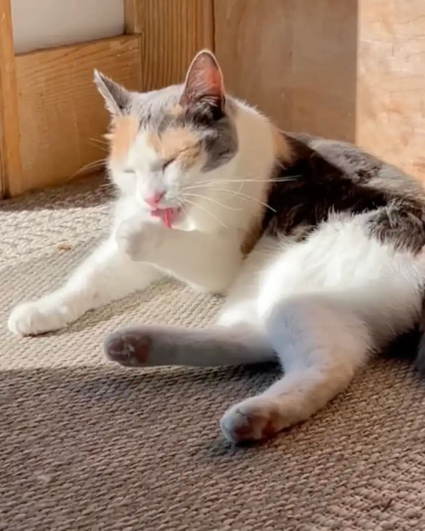 cat lying in sun