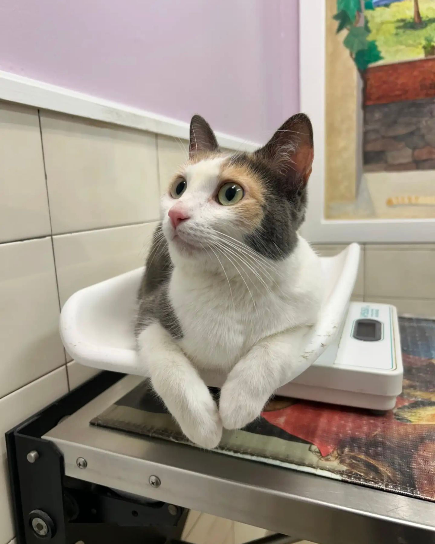 cat lying