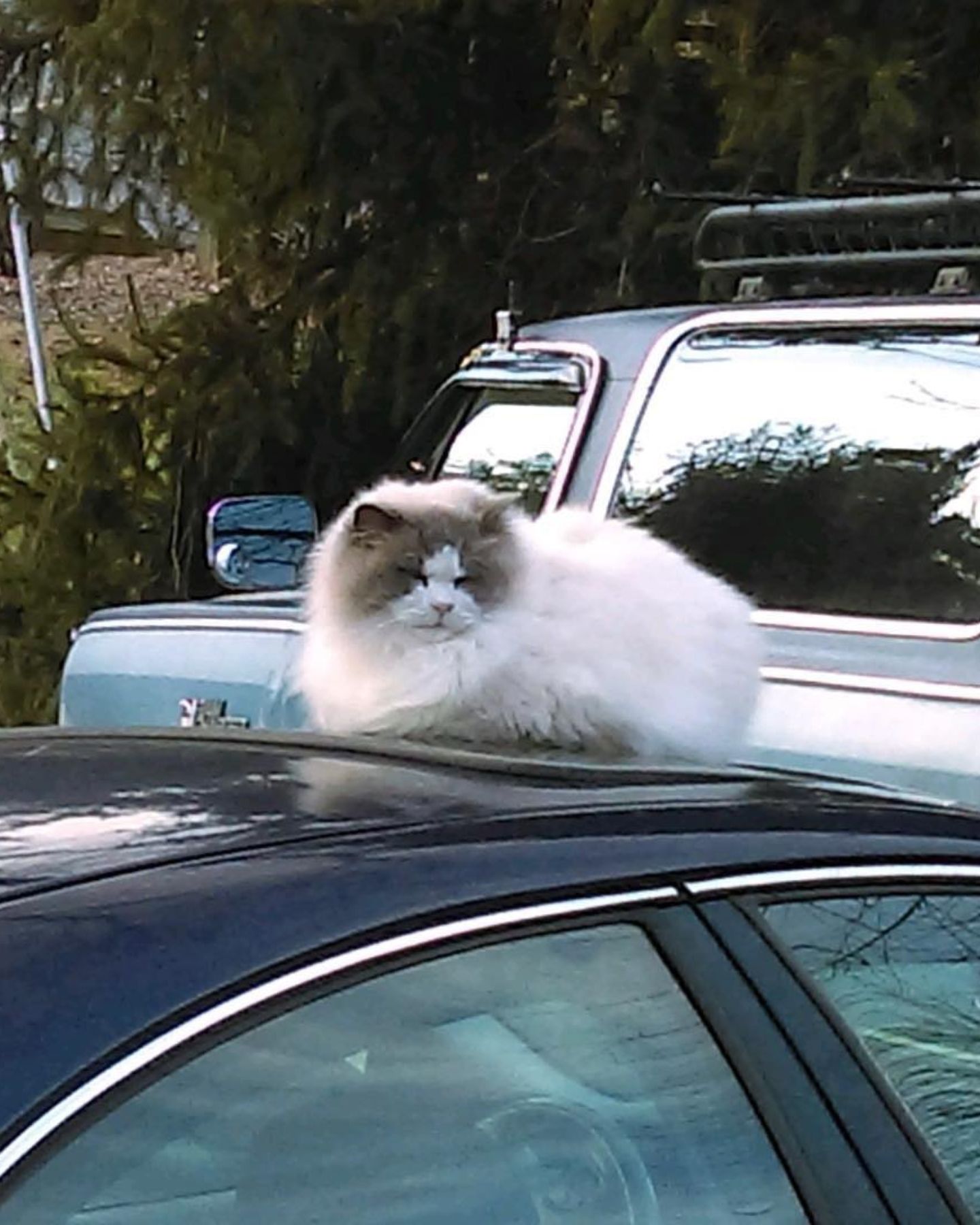 cat on a car