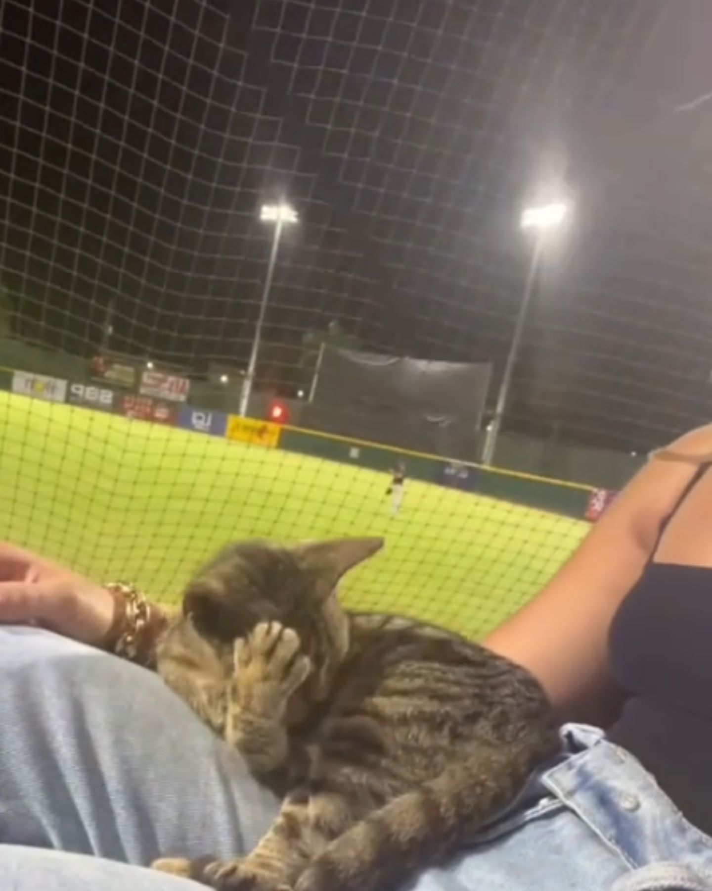 cat on baseball match