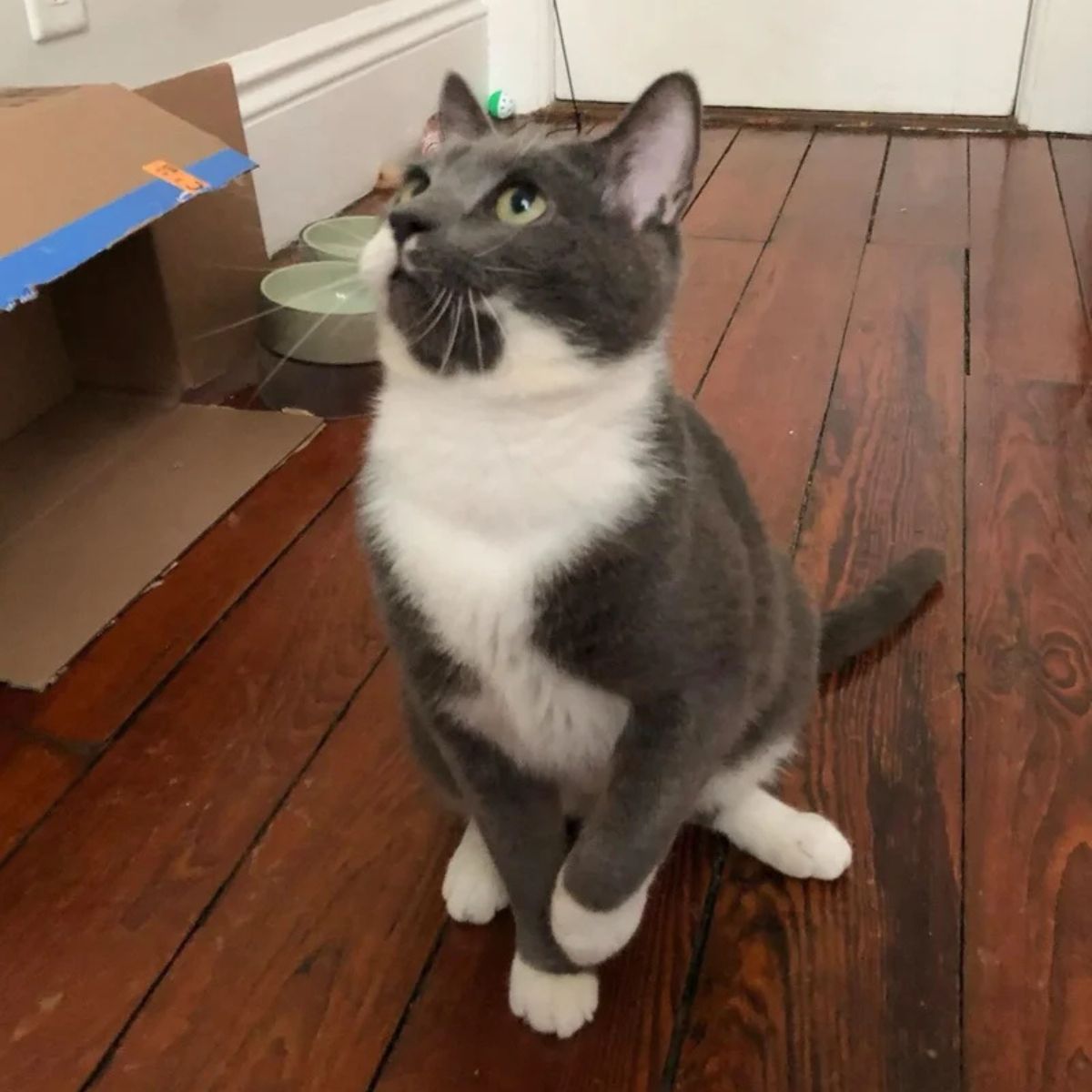 cat sitting in house