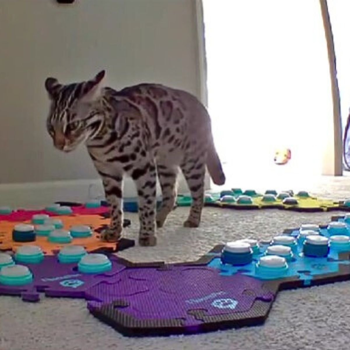 cat using speech buttons
