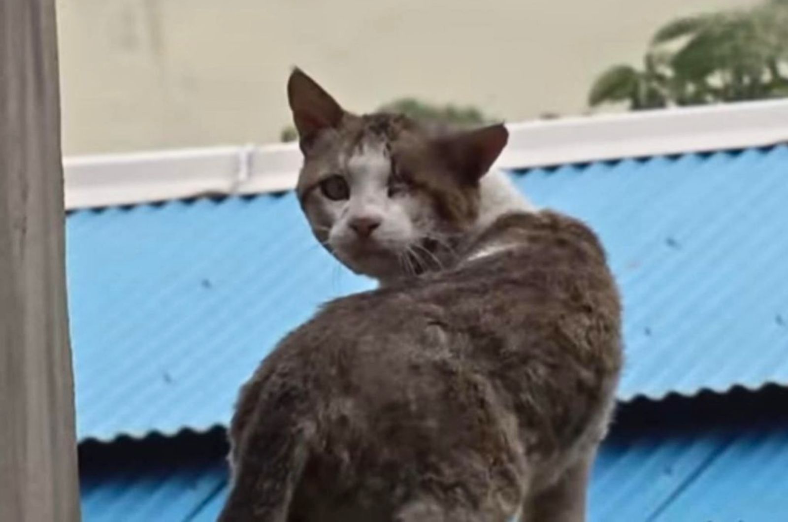 cat with one eye