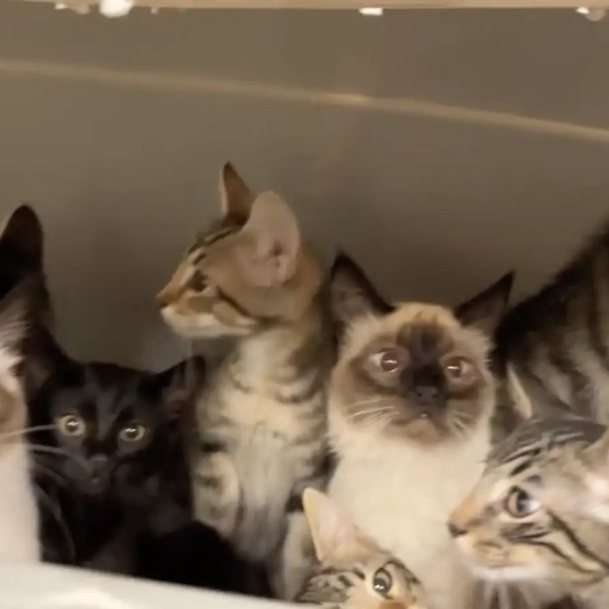 cats in a bin