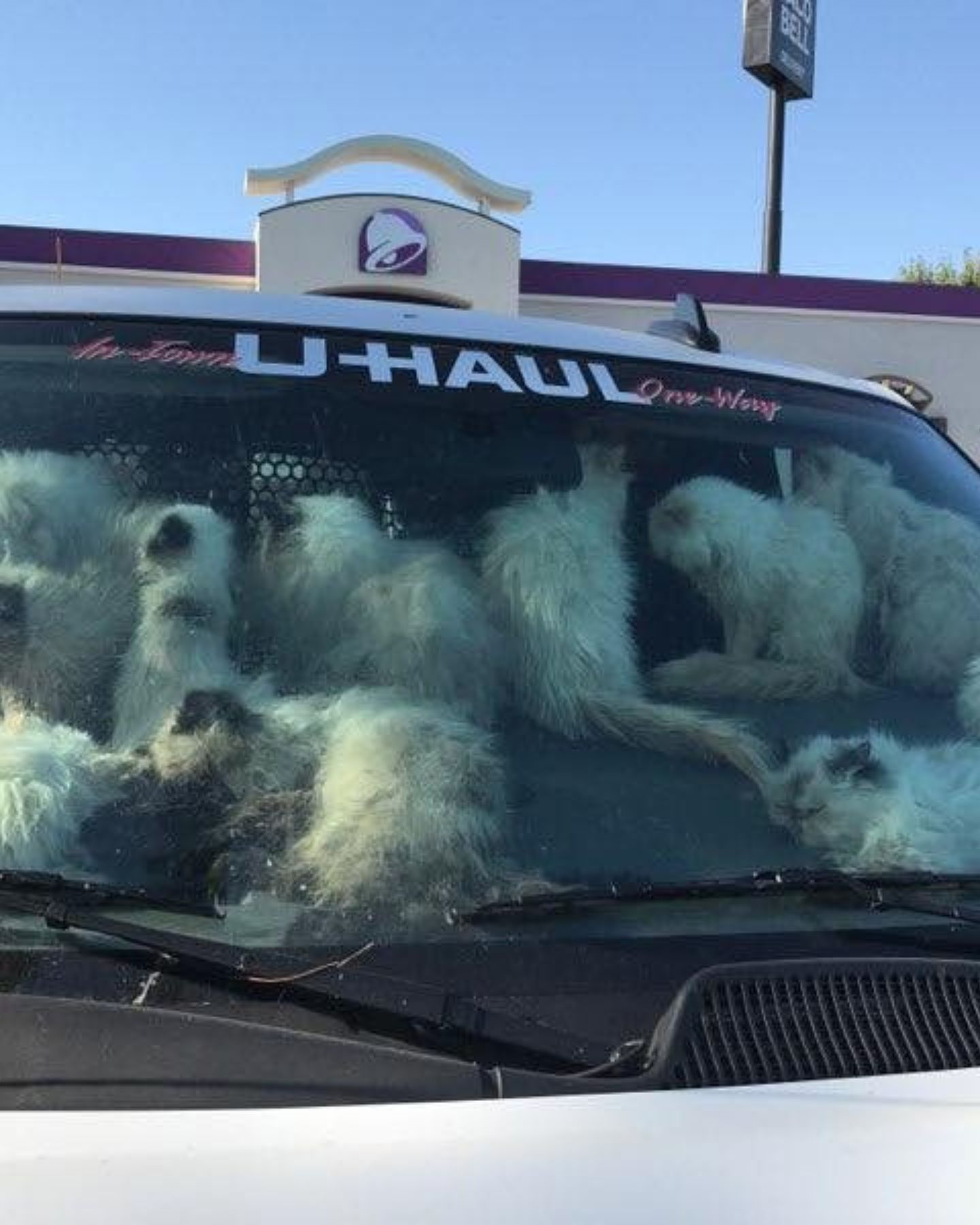 cats in van