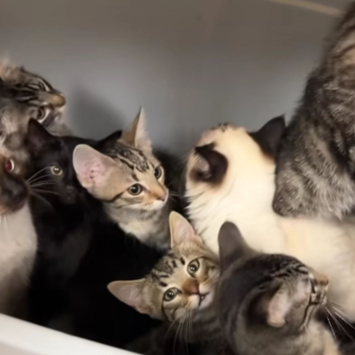 cats on a pile