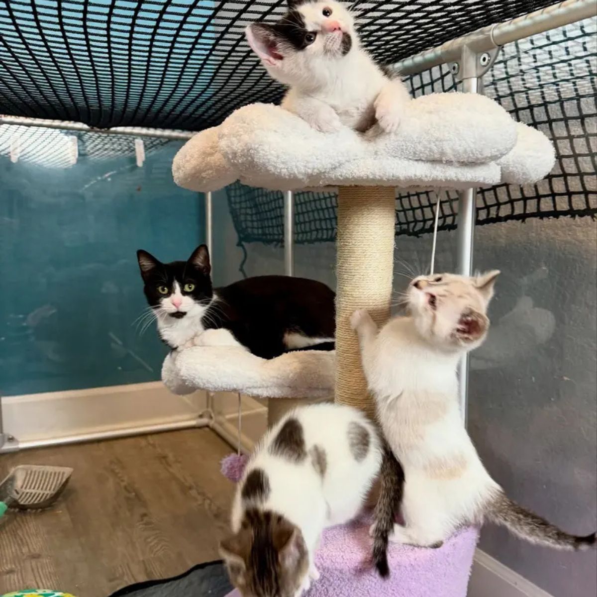 cats on playground