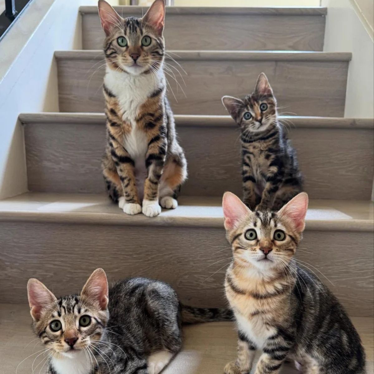cats on stairs