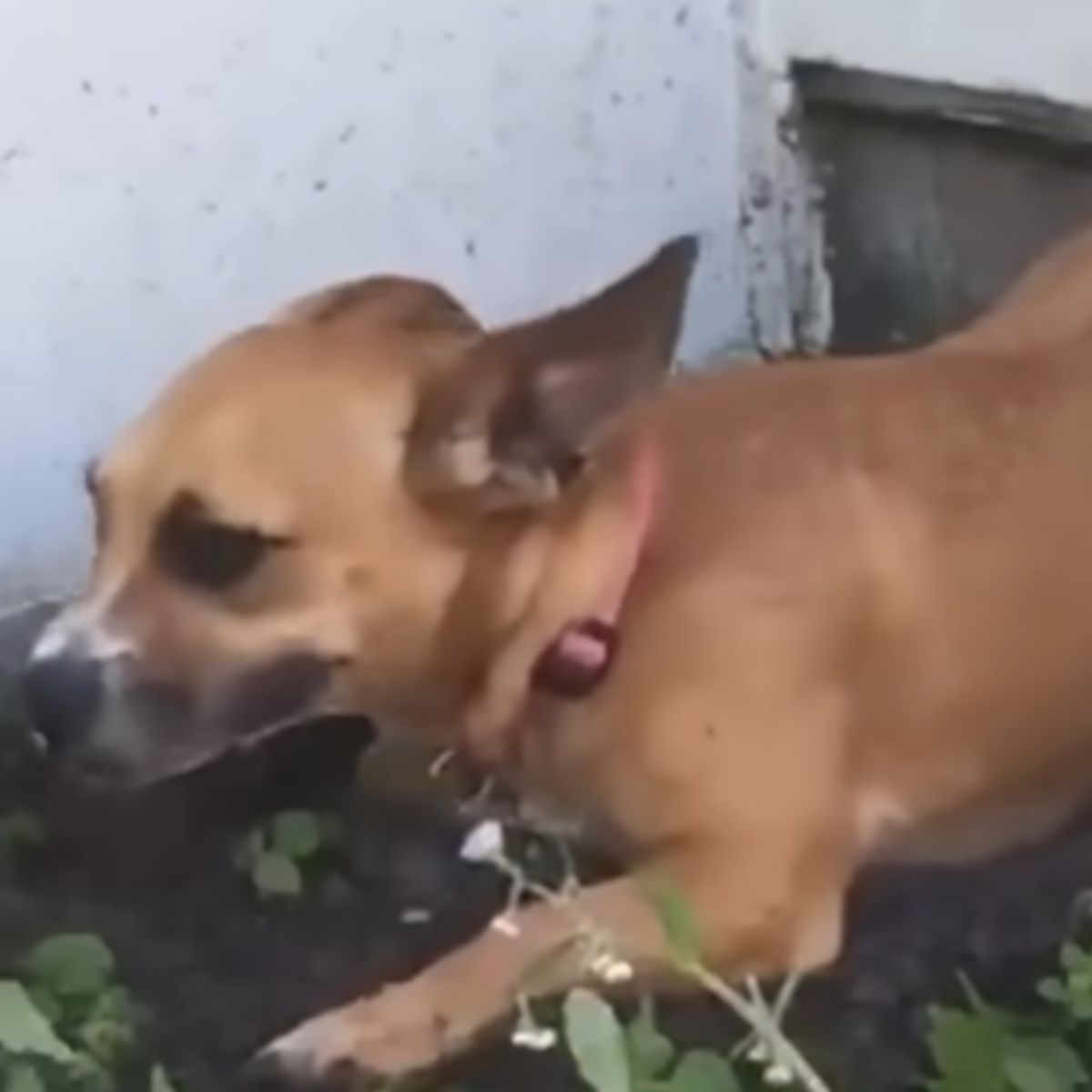 chained puppy