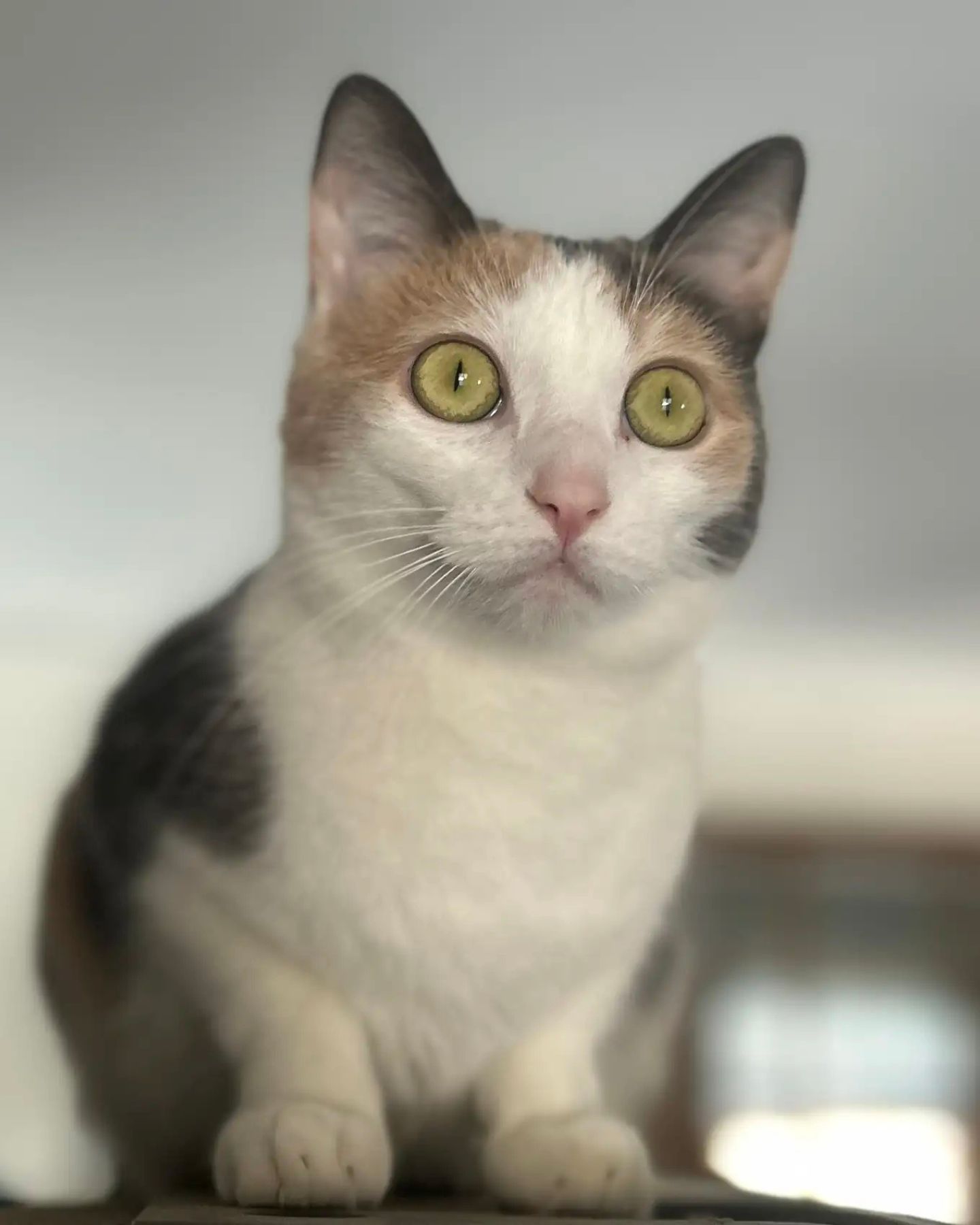 close up photo of cat