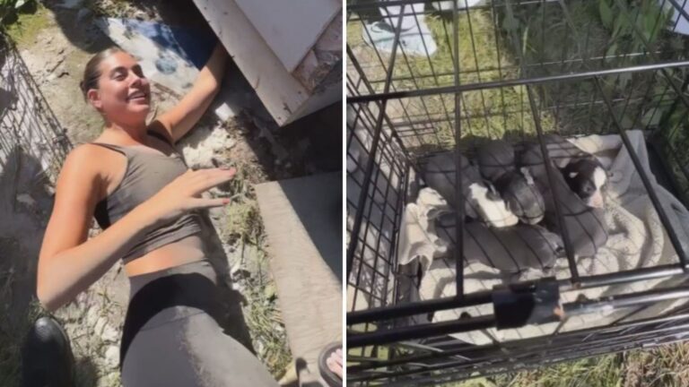 Florida Couple Crawls Under A House To Rescue 5 Precious Lives And Give Them A Second Chance