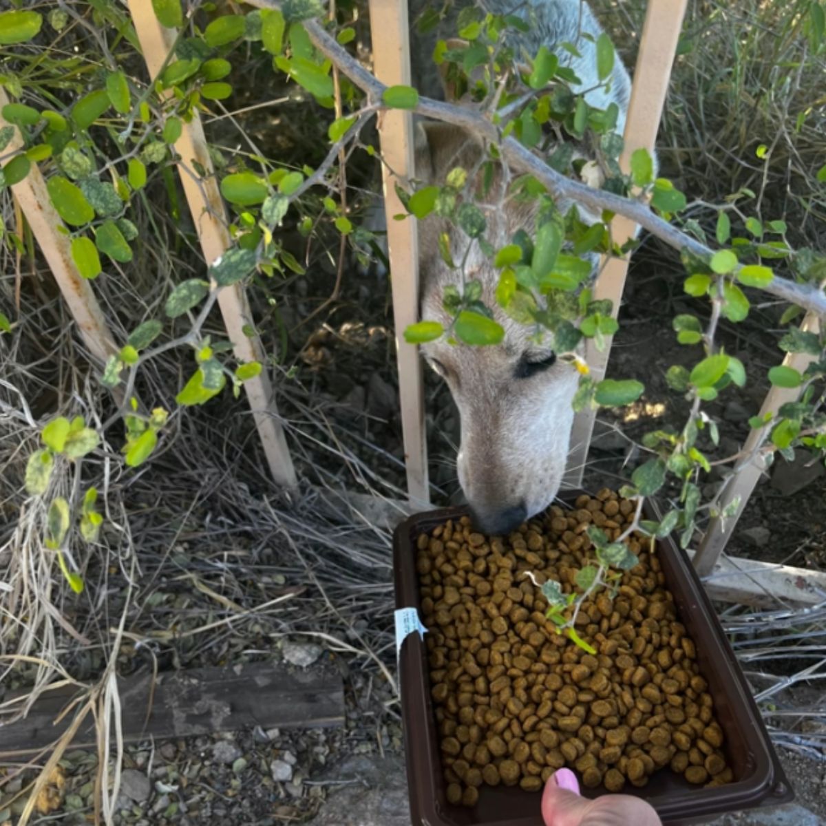 coyote eating