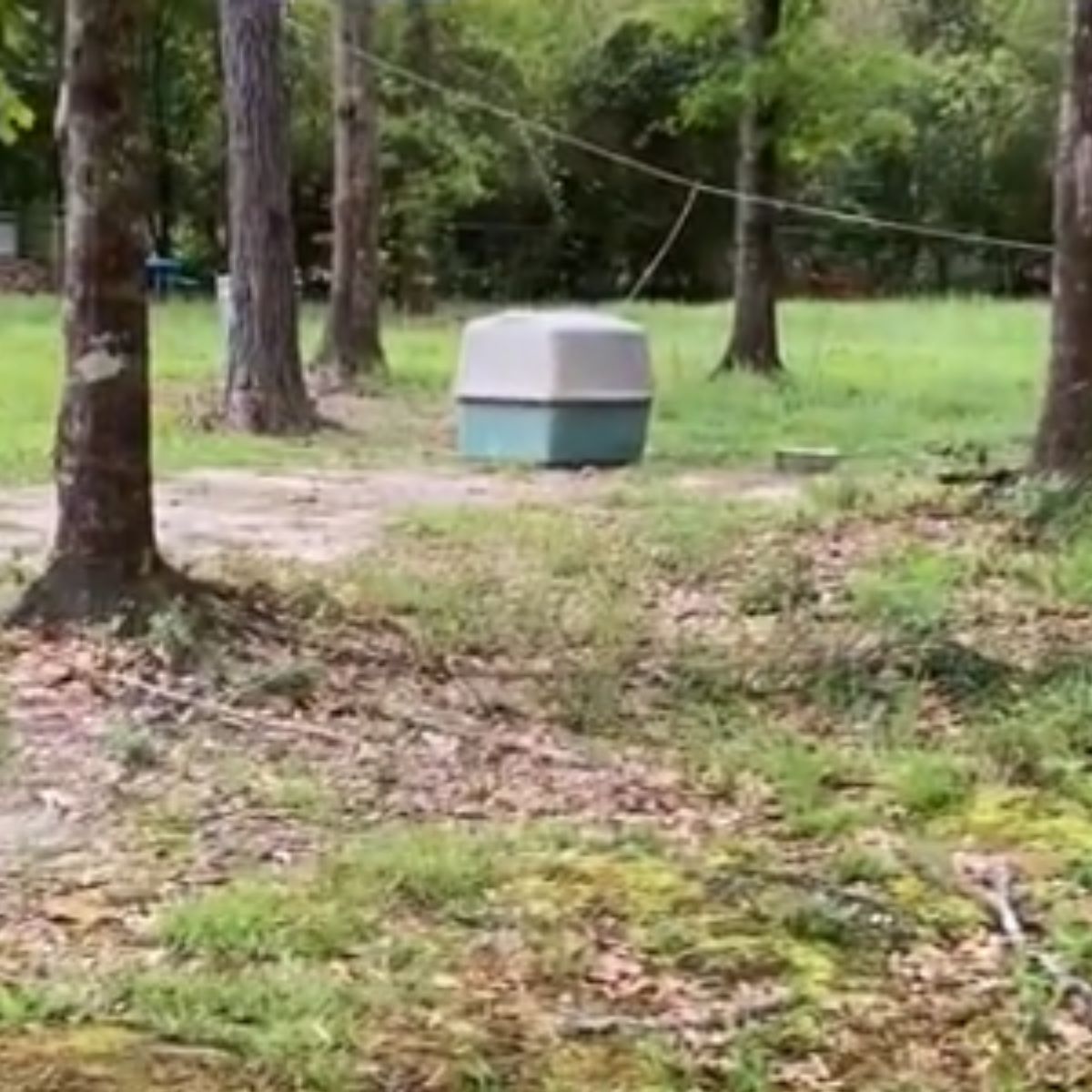 crate in woods