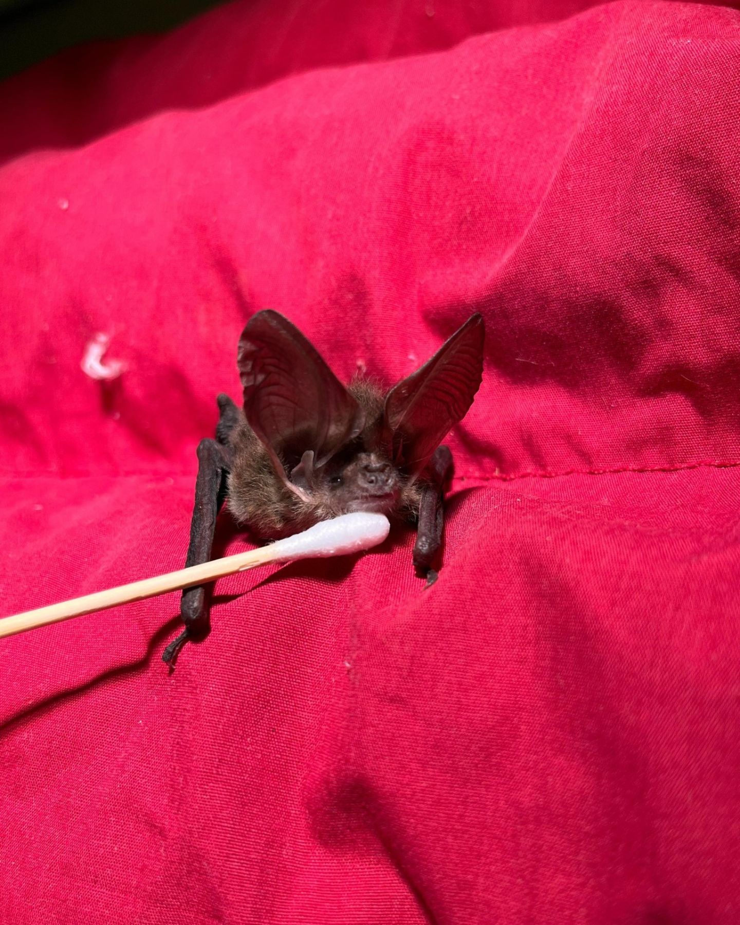 cute bat