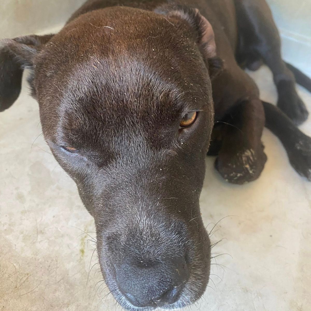 cute black dog
