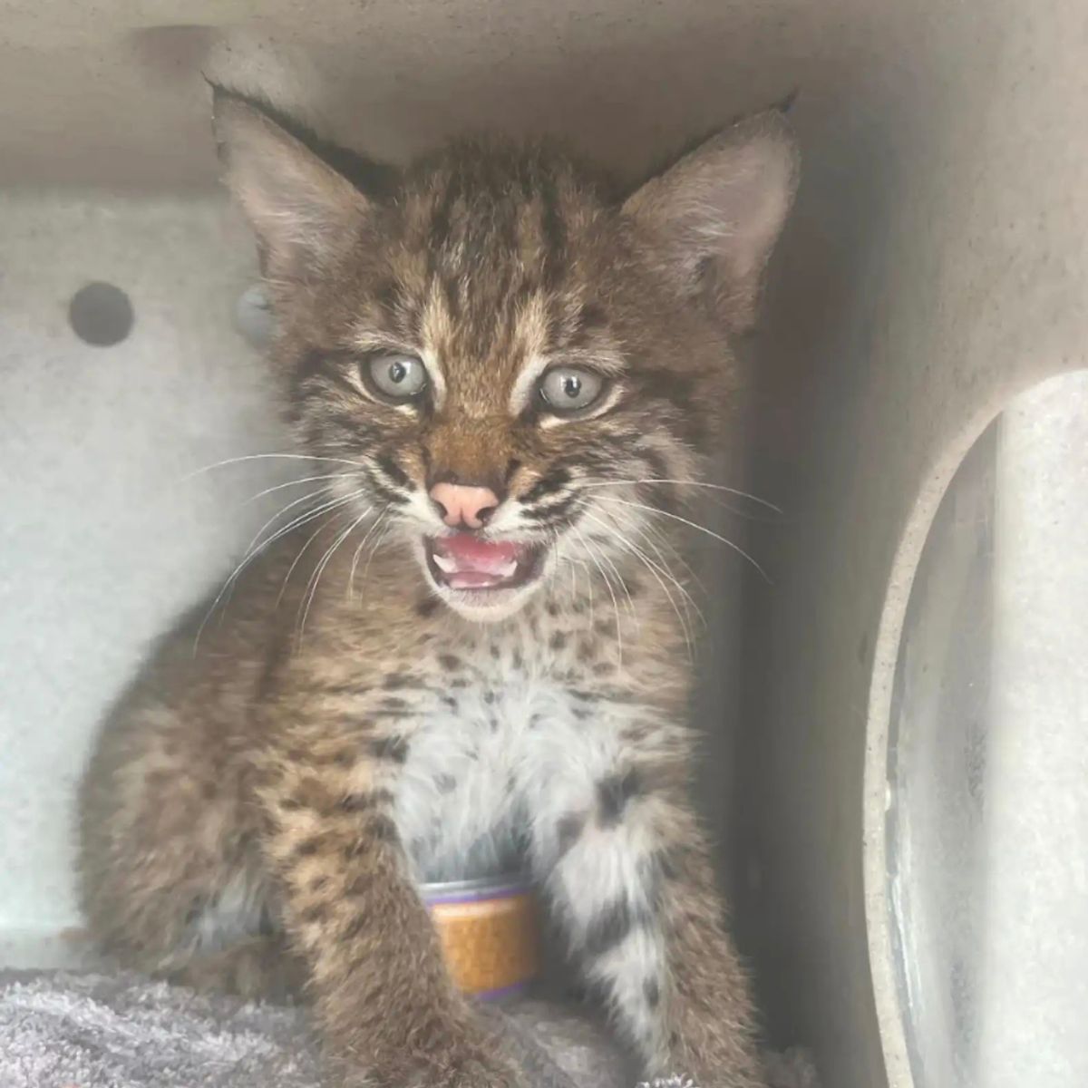 cute bobcat