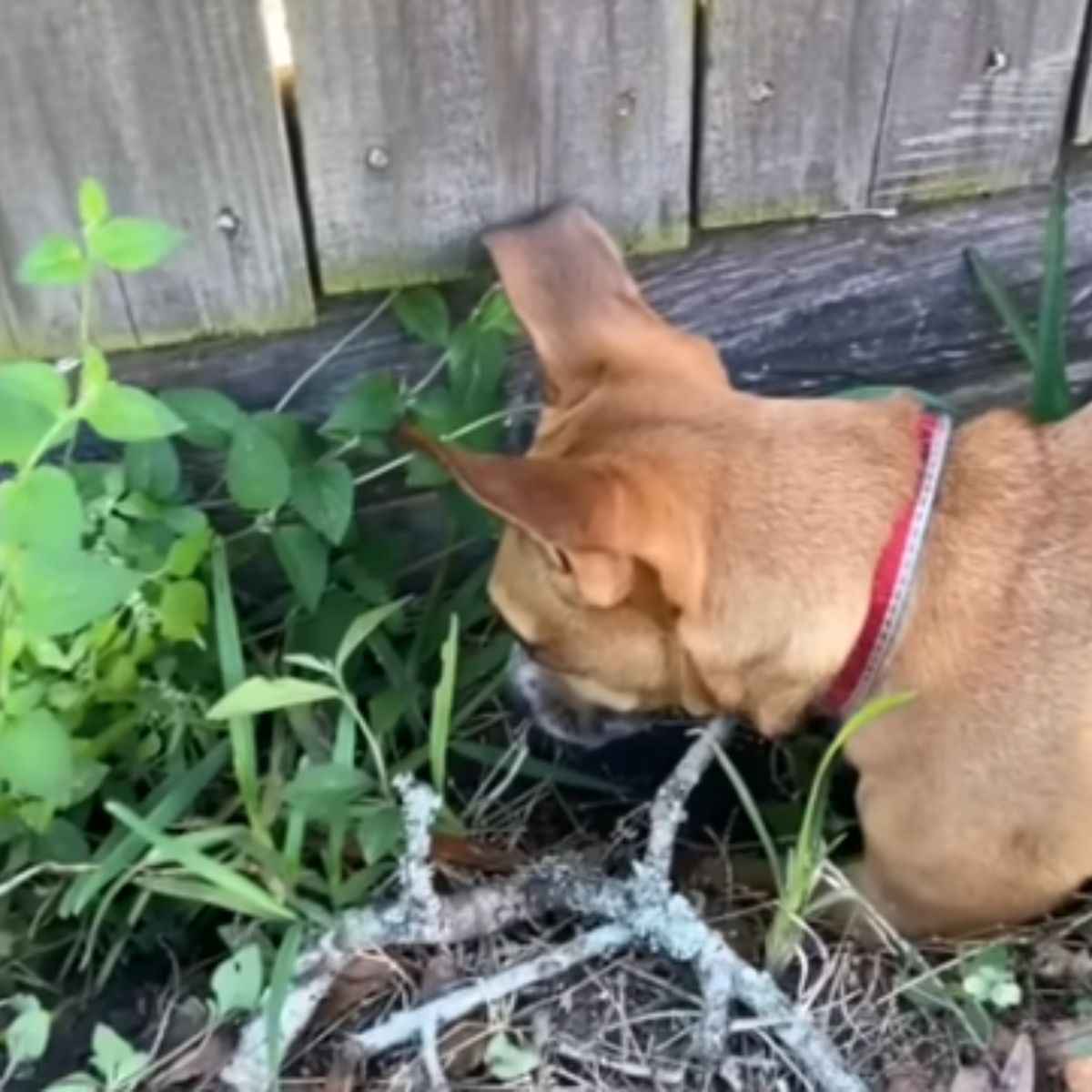 cute brown dog