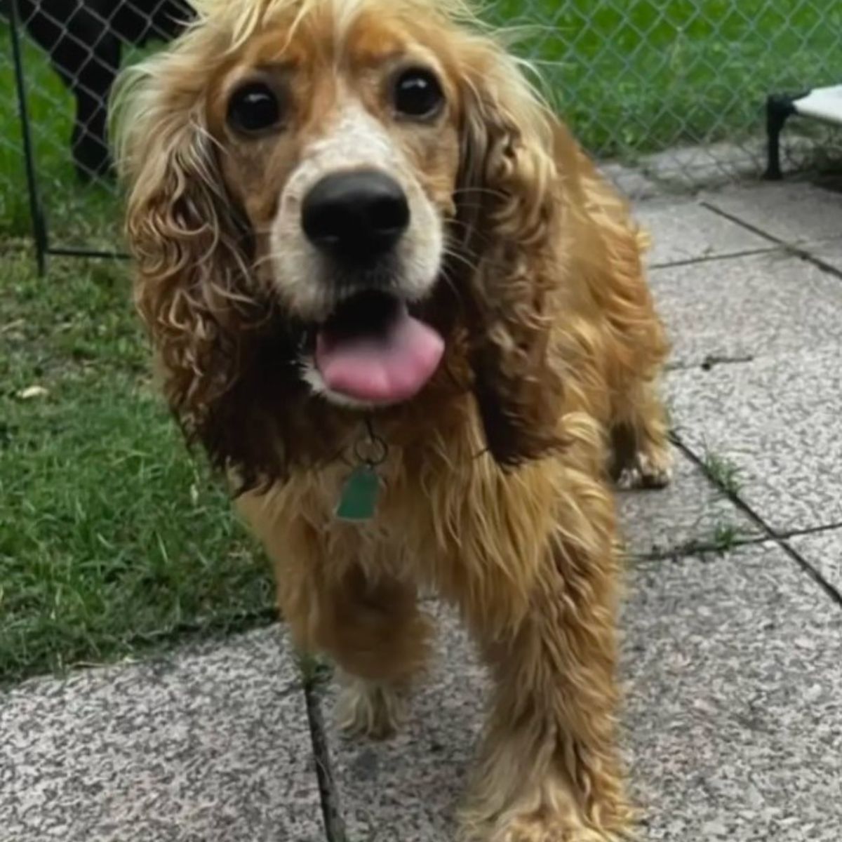 cute brown dog
