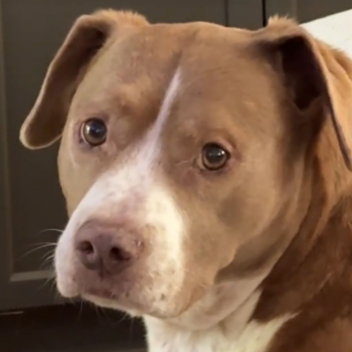 cute brown dog