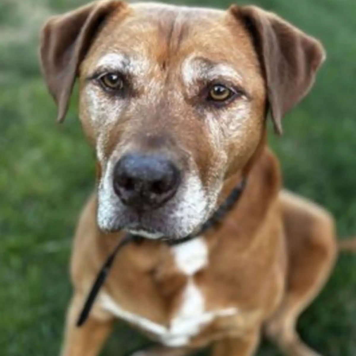 cute brown dog