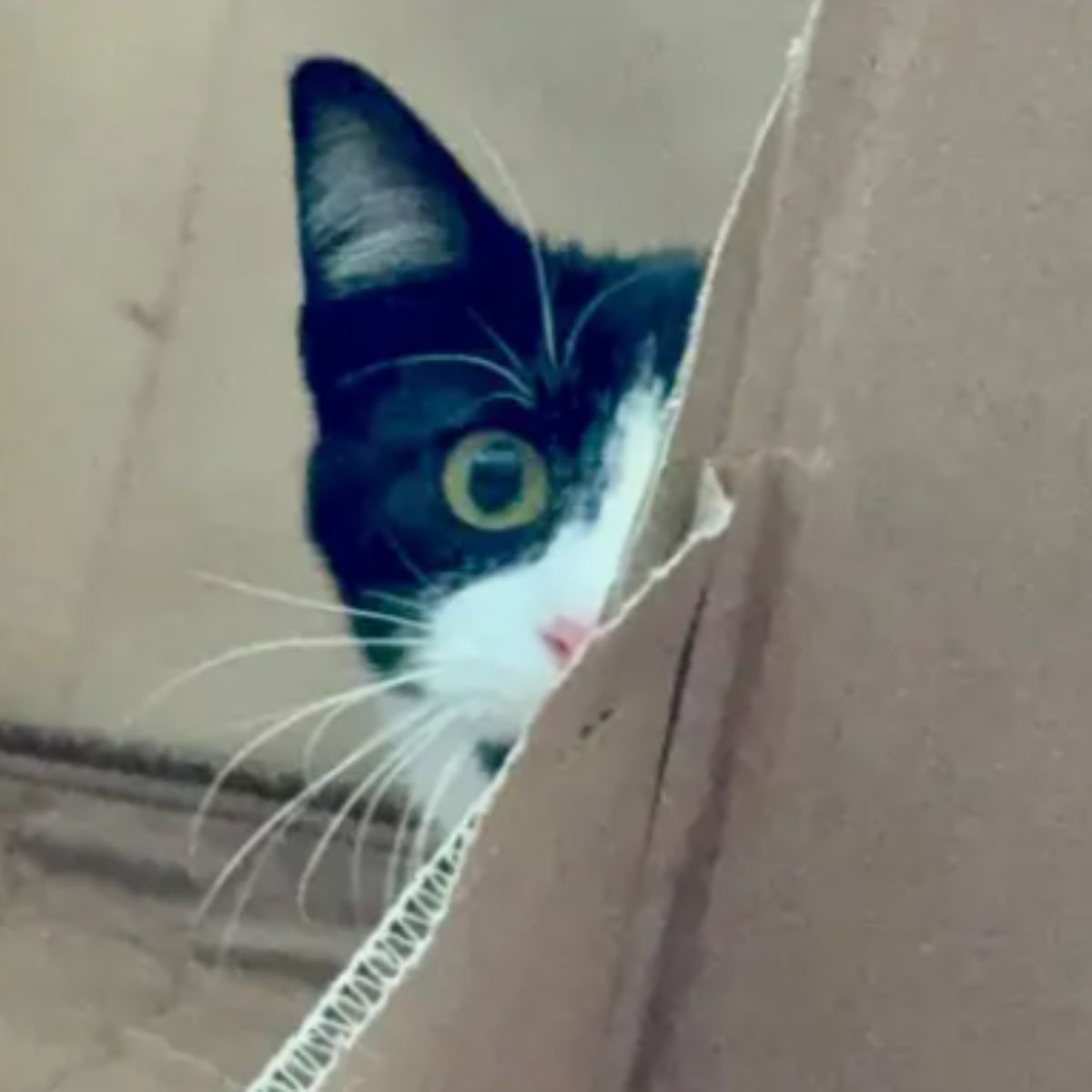 cute cat