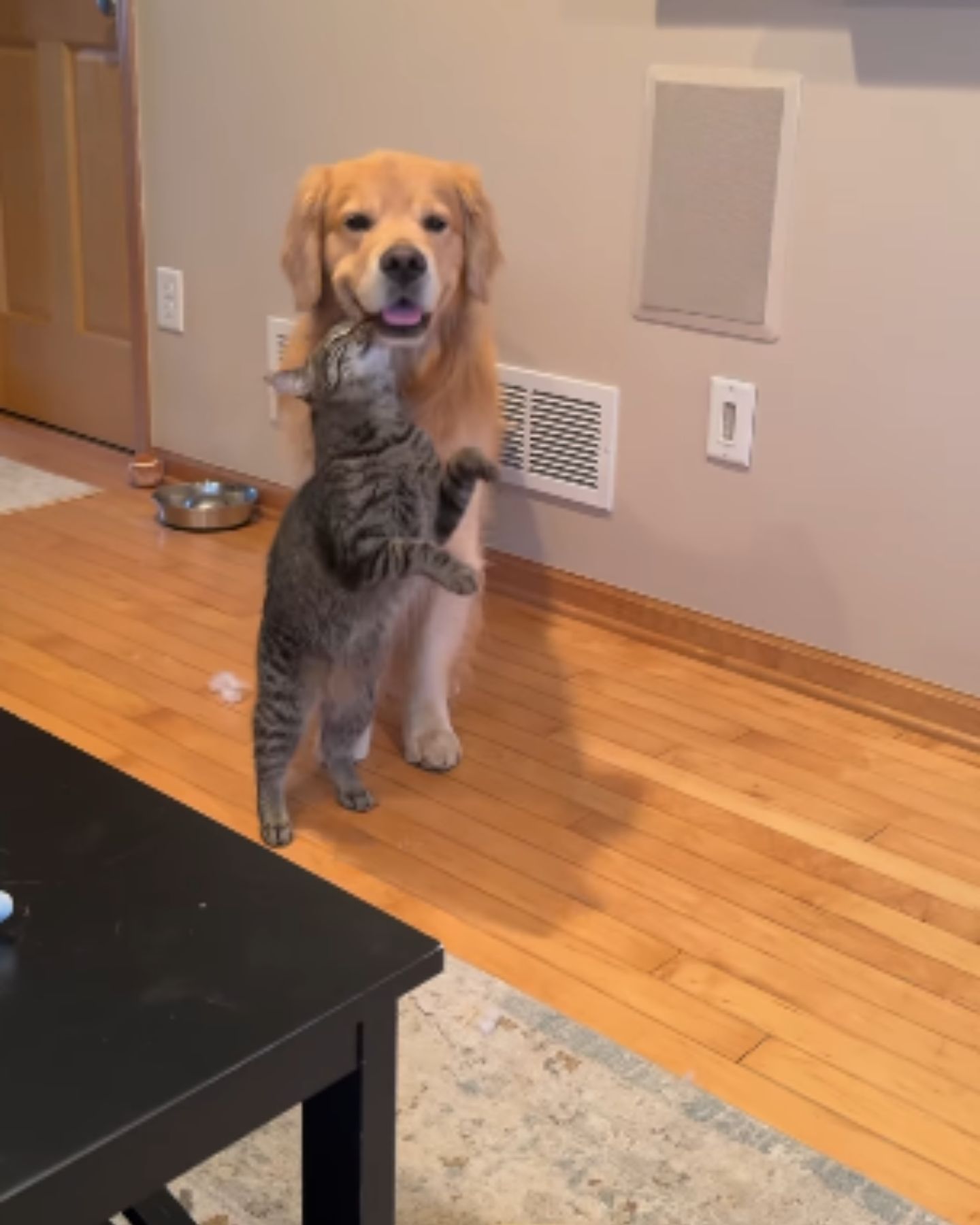 cute cat and dog