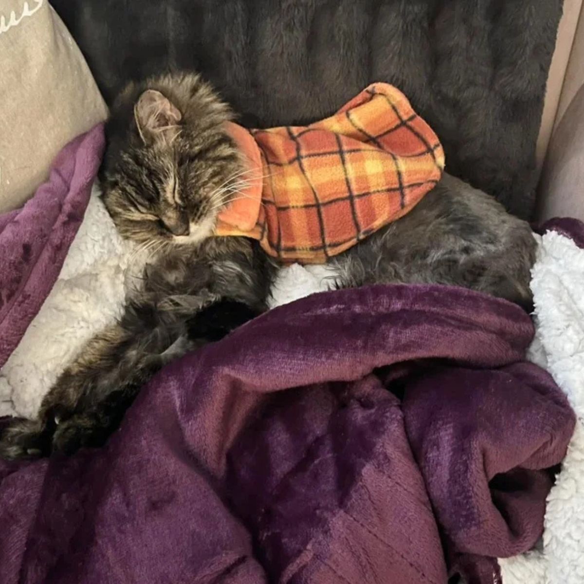 cute cat sleeping