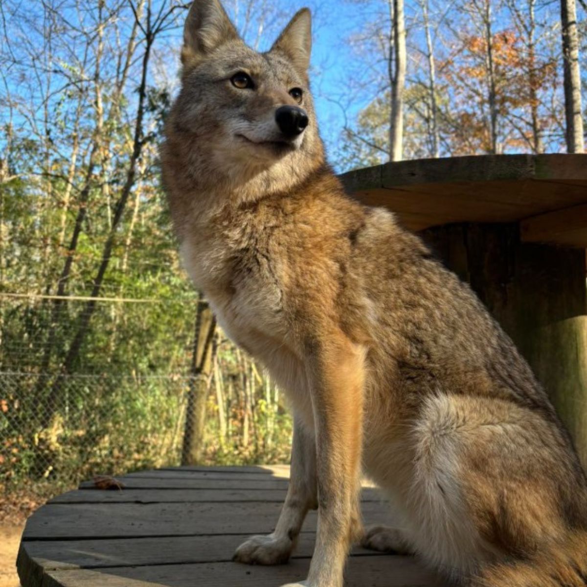 cute coyote