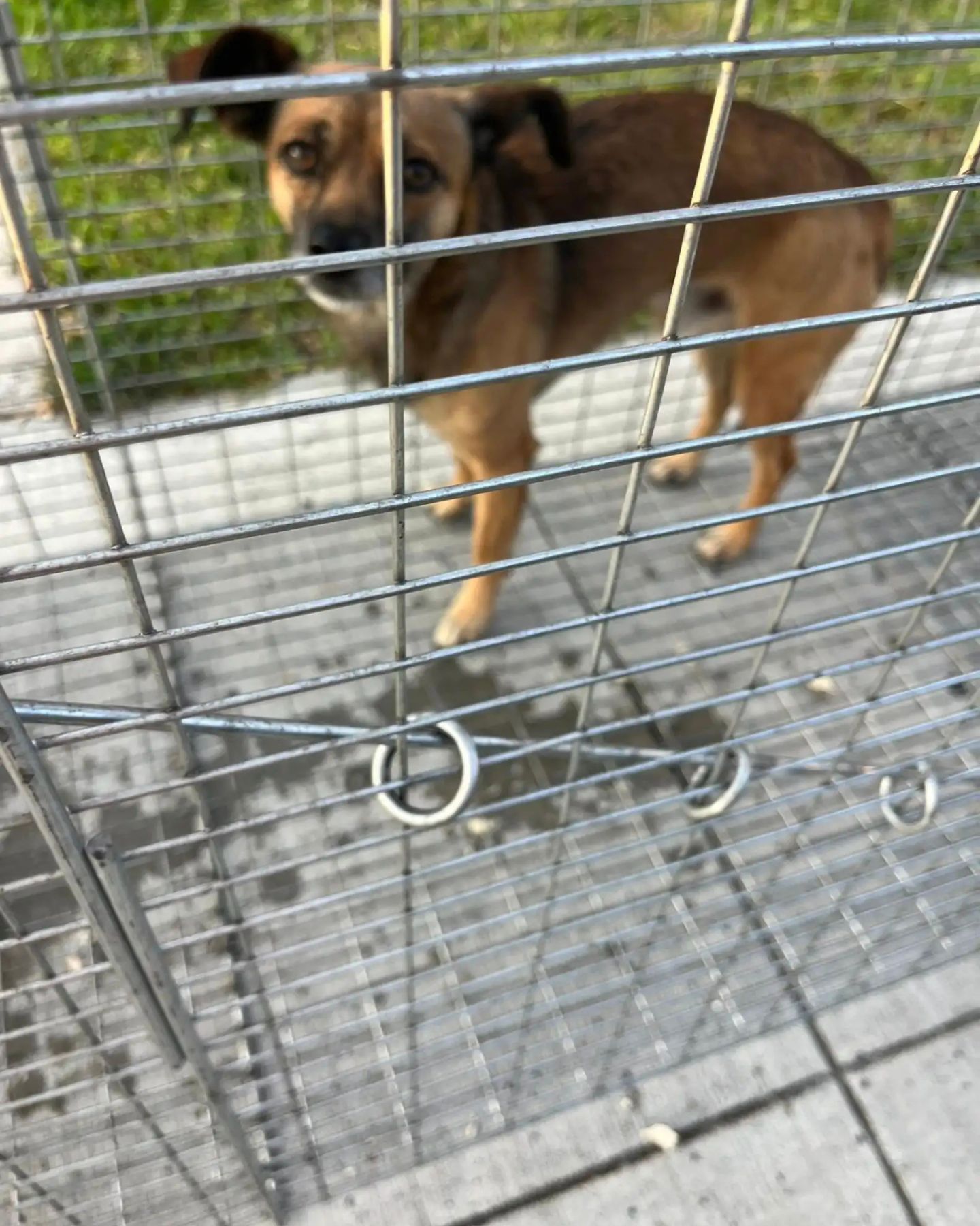 cute dog in crate