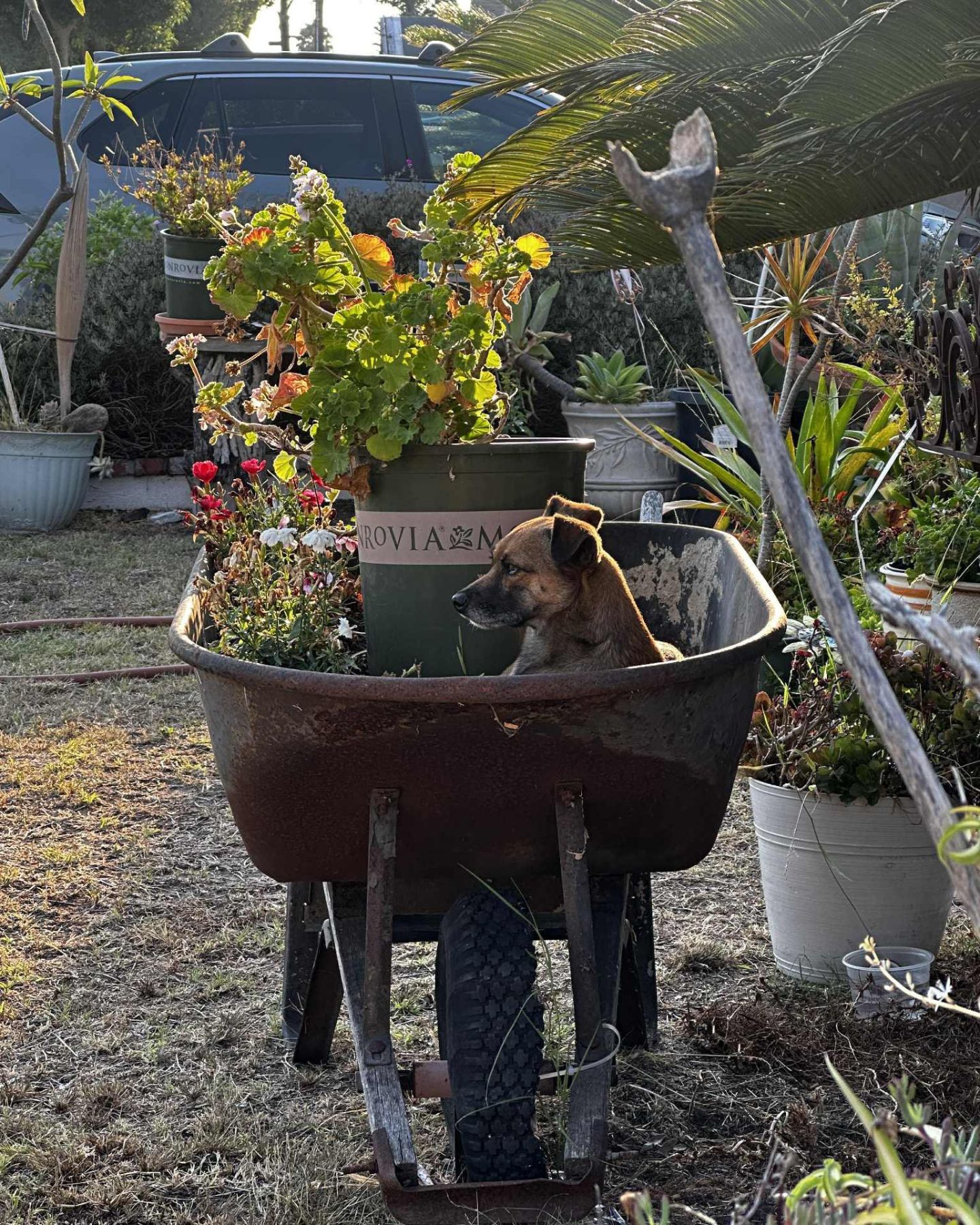 cute dog in wheelbarrow
