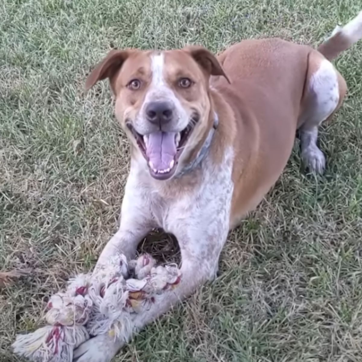 cute dog on grass