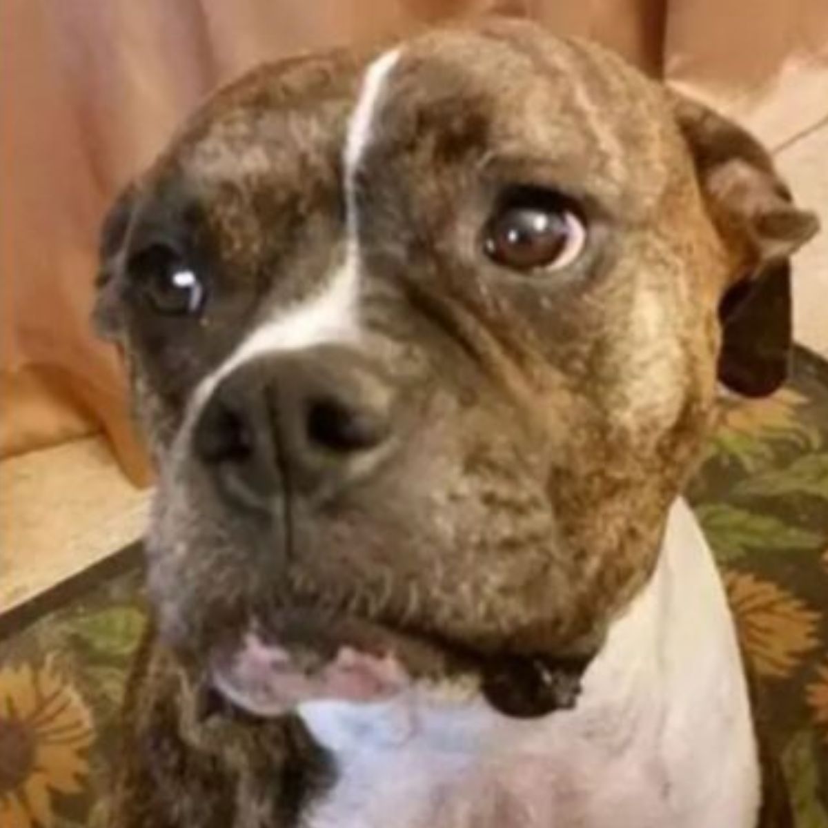 cute dog
