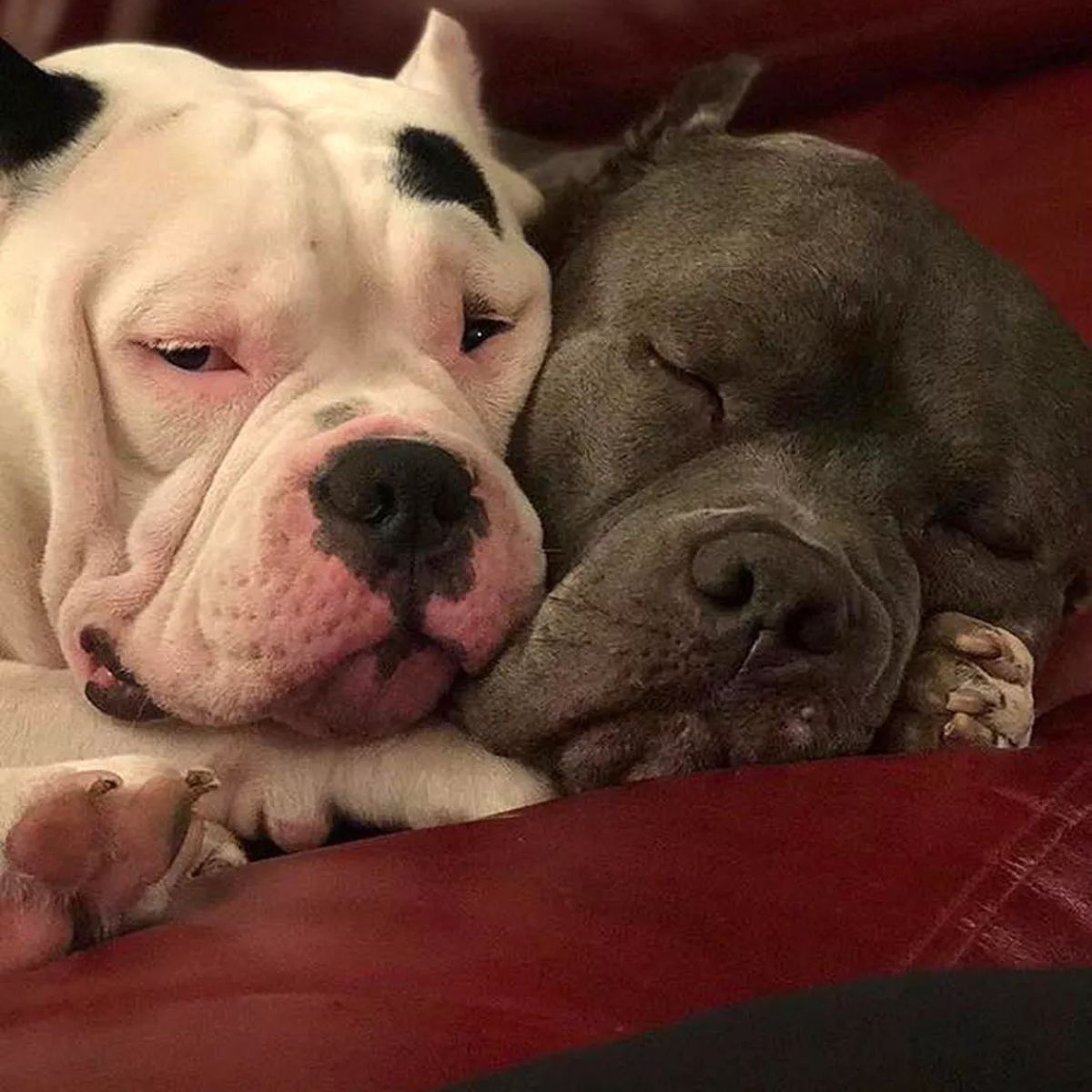 cute dogs sleeping