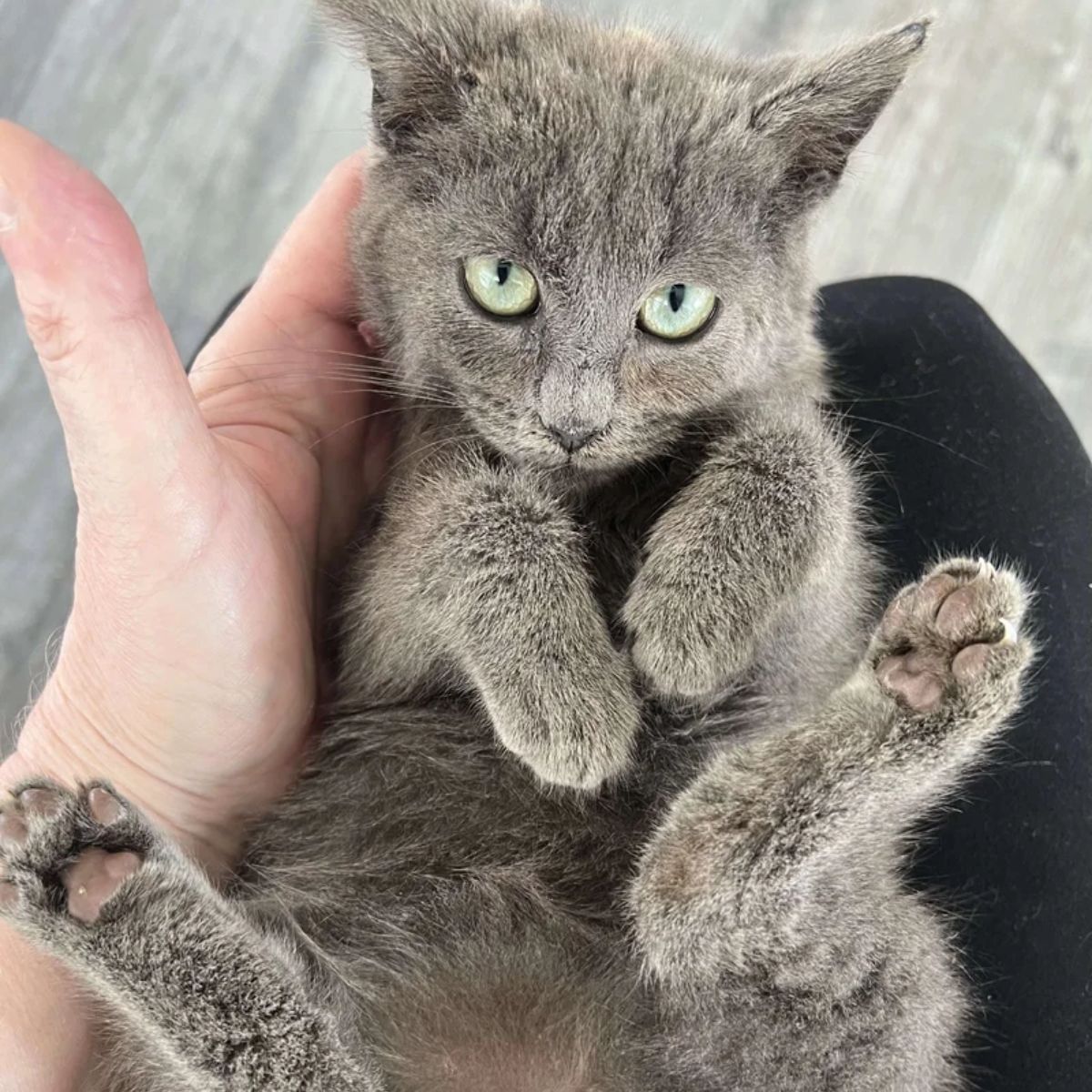 cute gray kitten