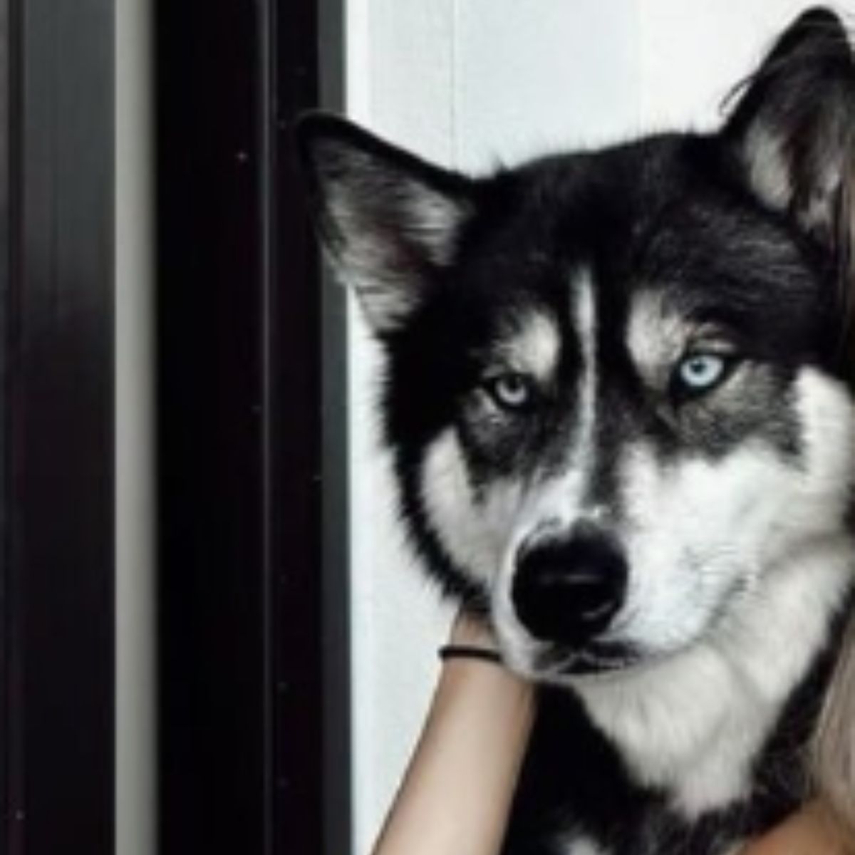 cute husky