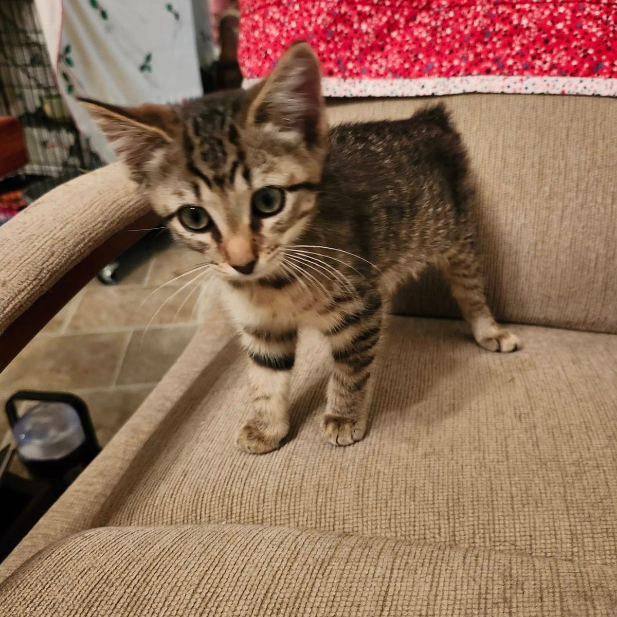 cute kitten