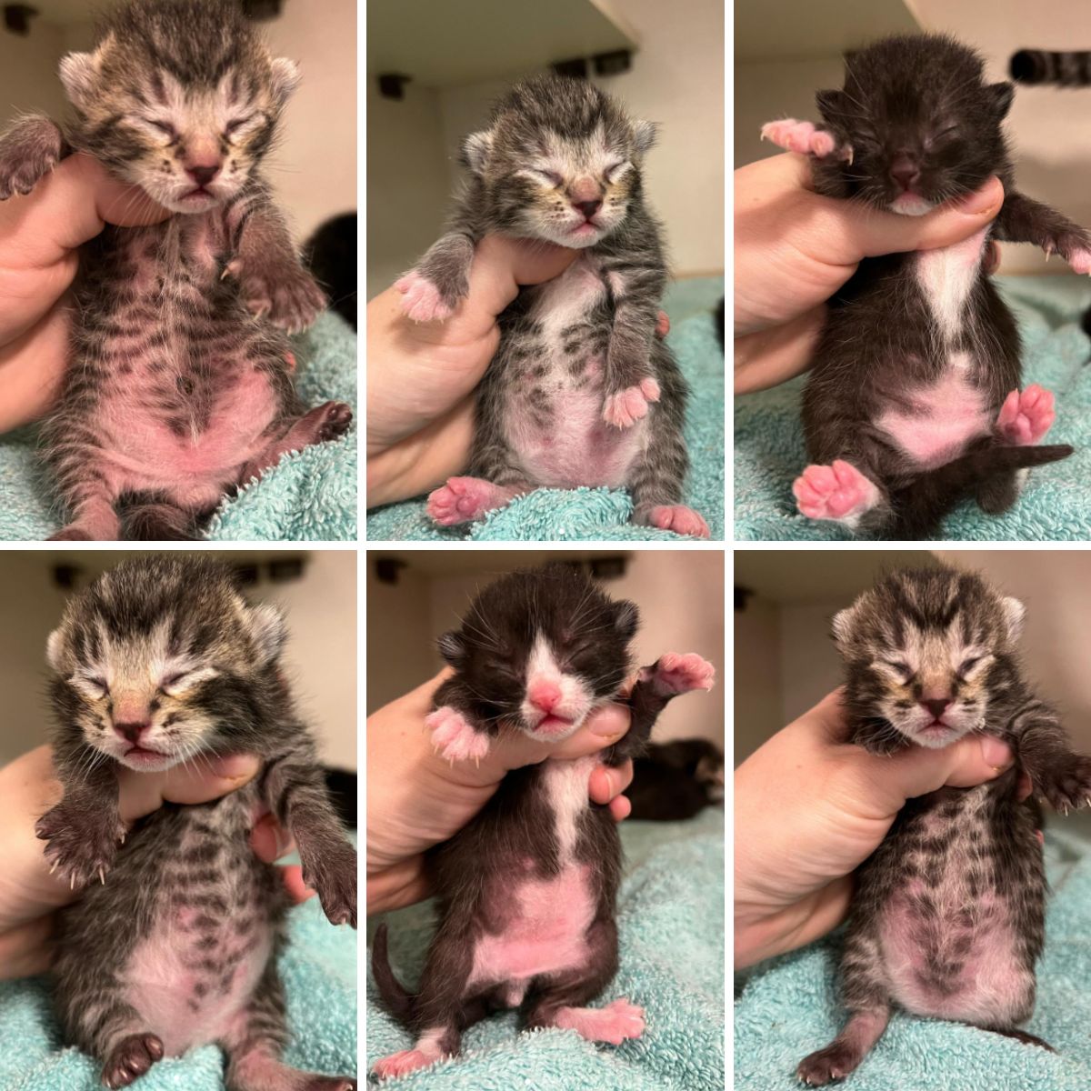 cute kittens