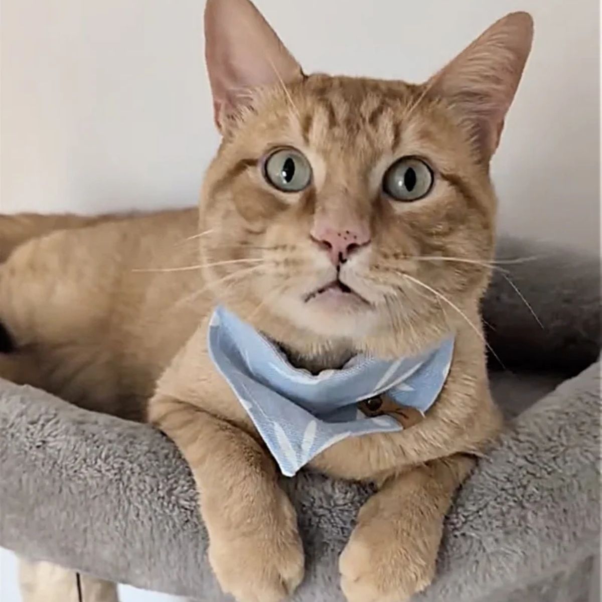cute orange cat