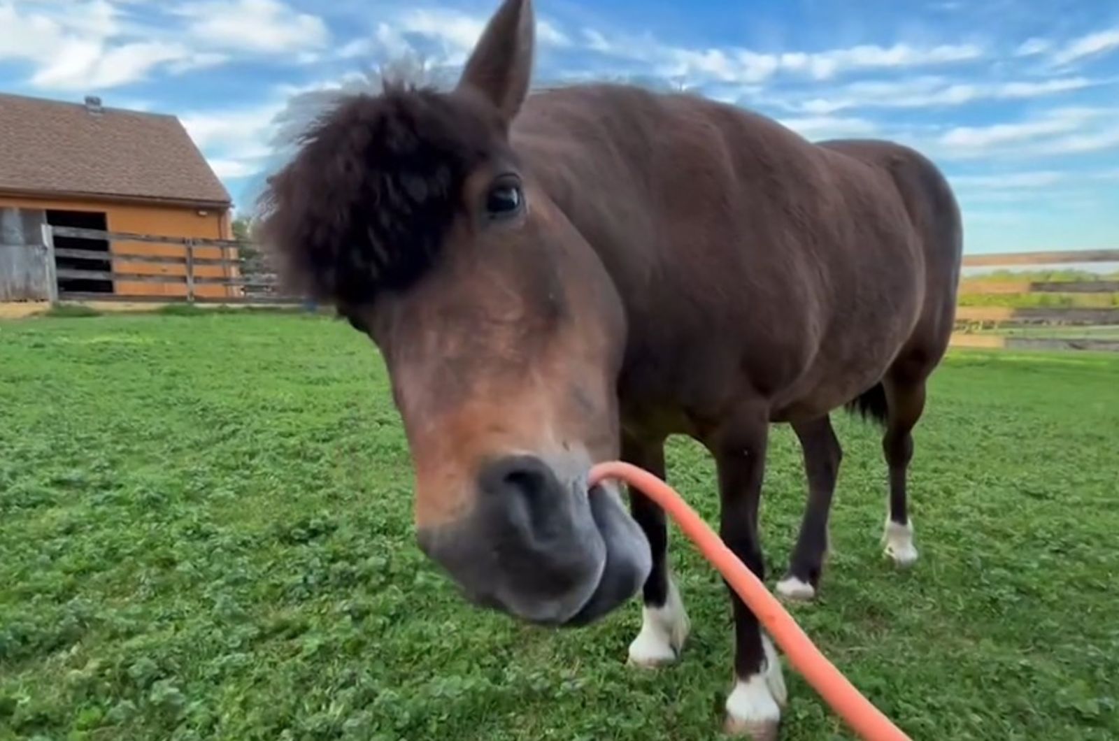 cute pony
