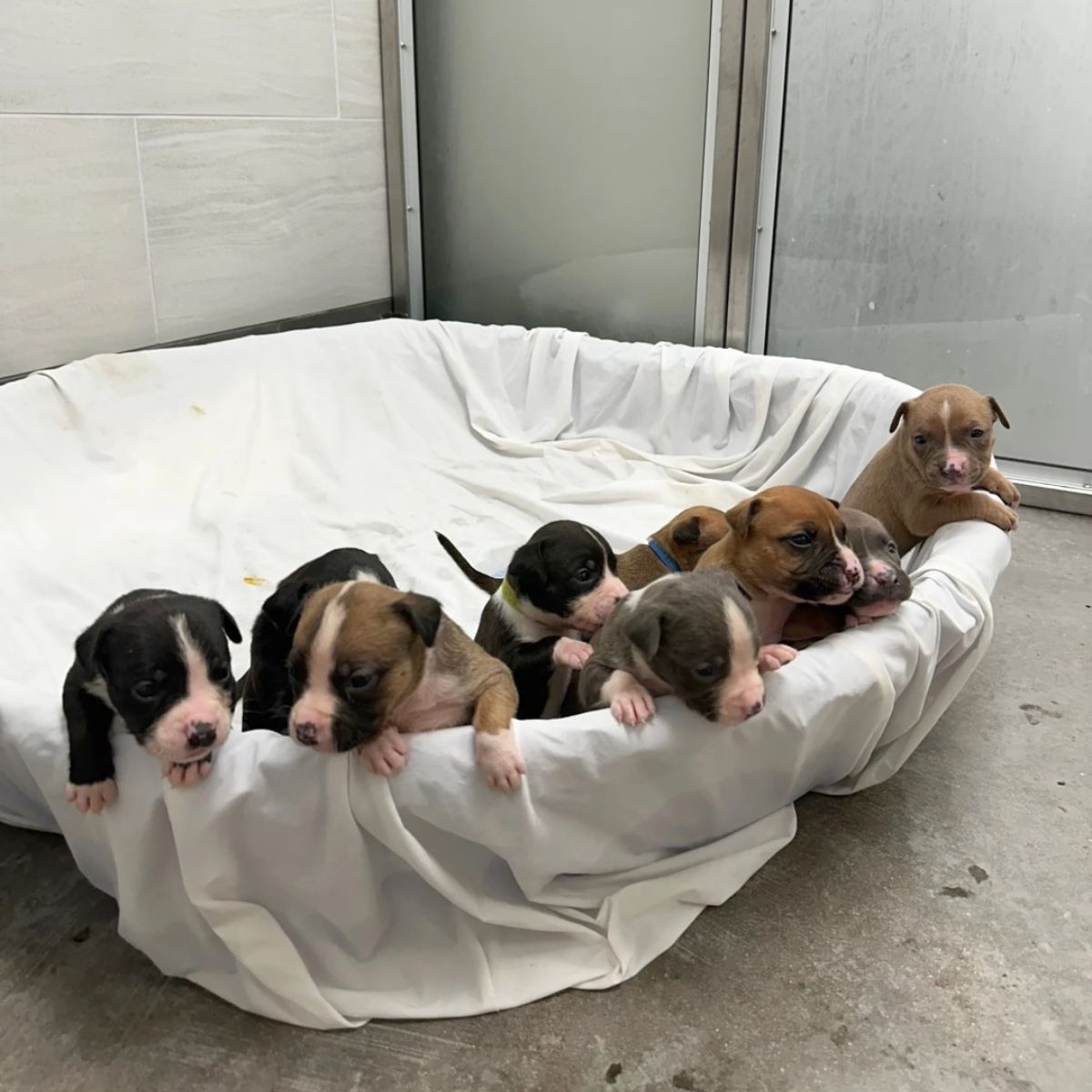 cute puppies