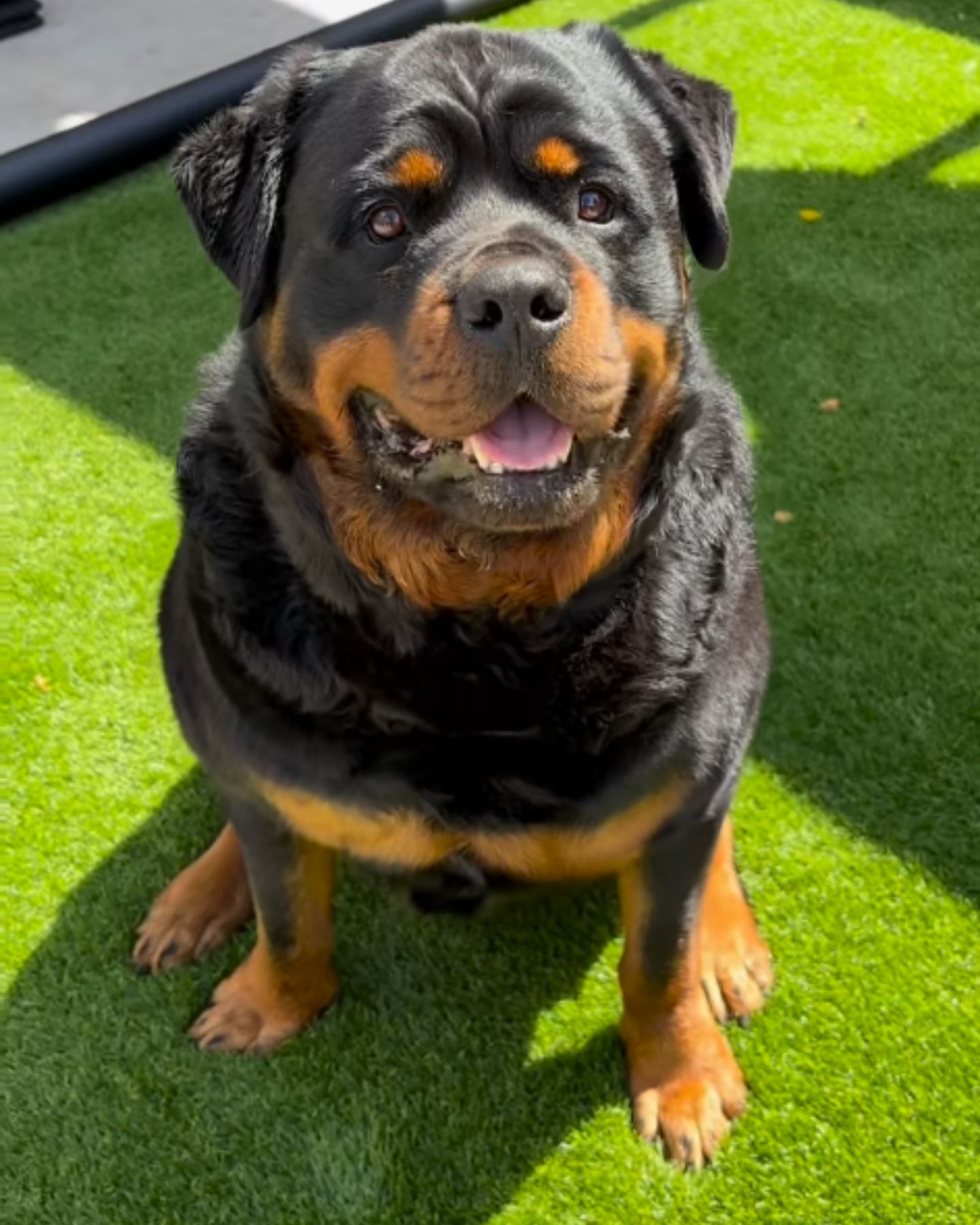 cute rottweiler