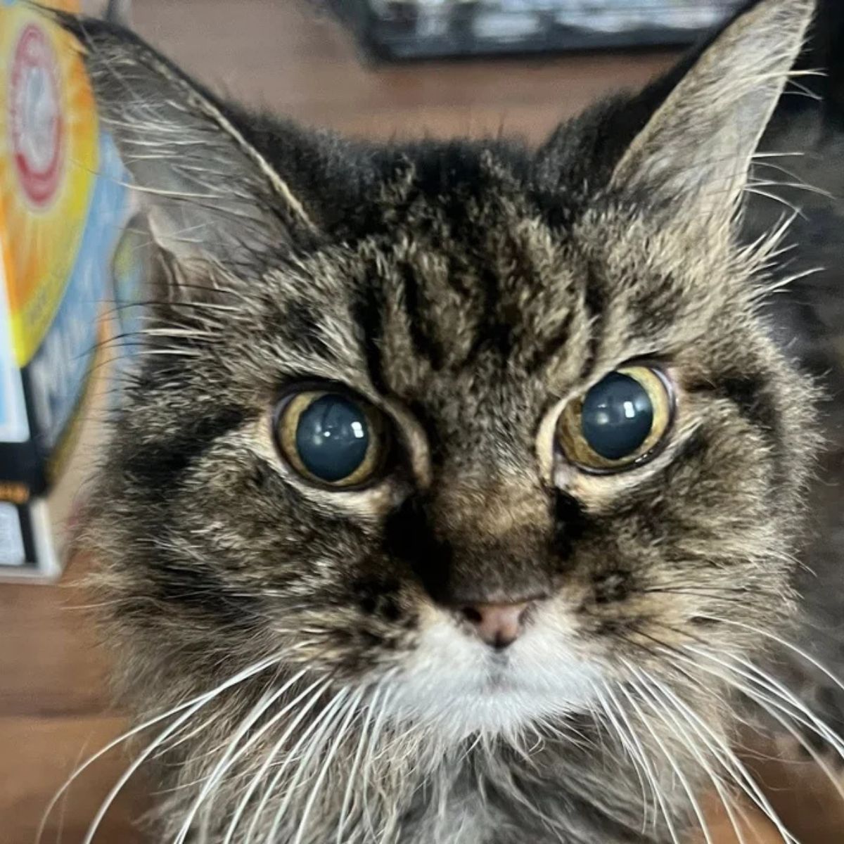 cute senior cat