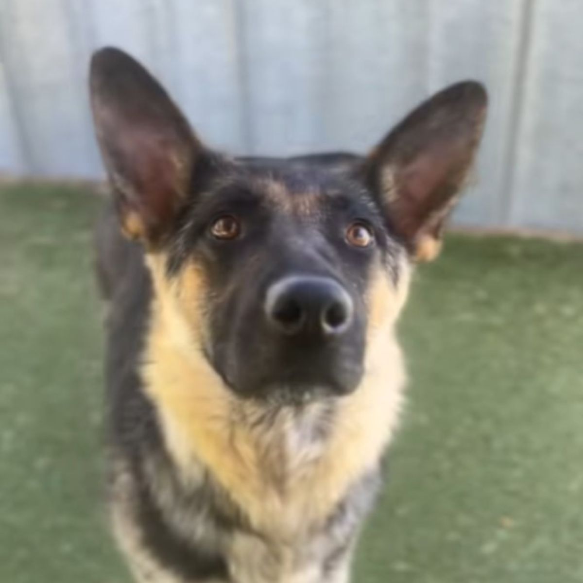 cute shelter dog