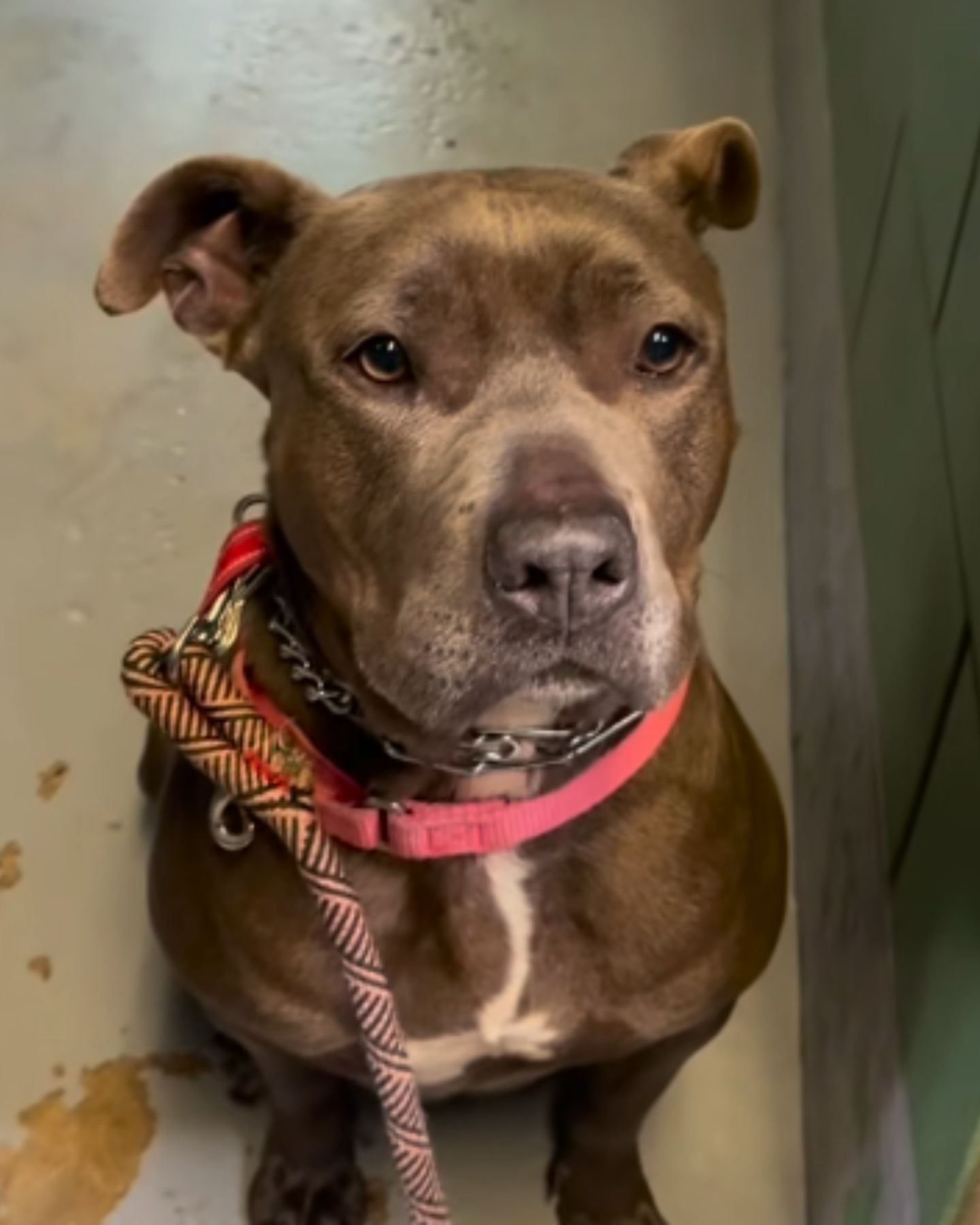 cute shelter dog